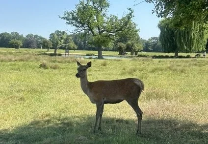 The Day I Out-Fawned a Deer