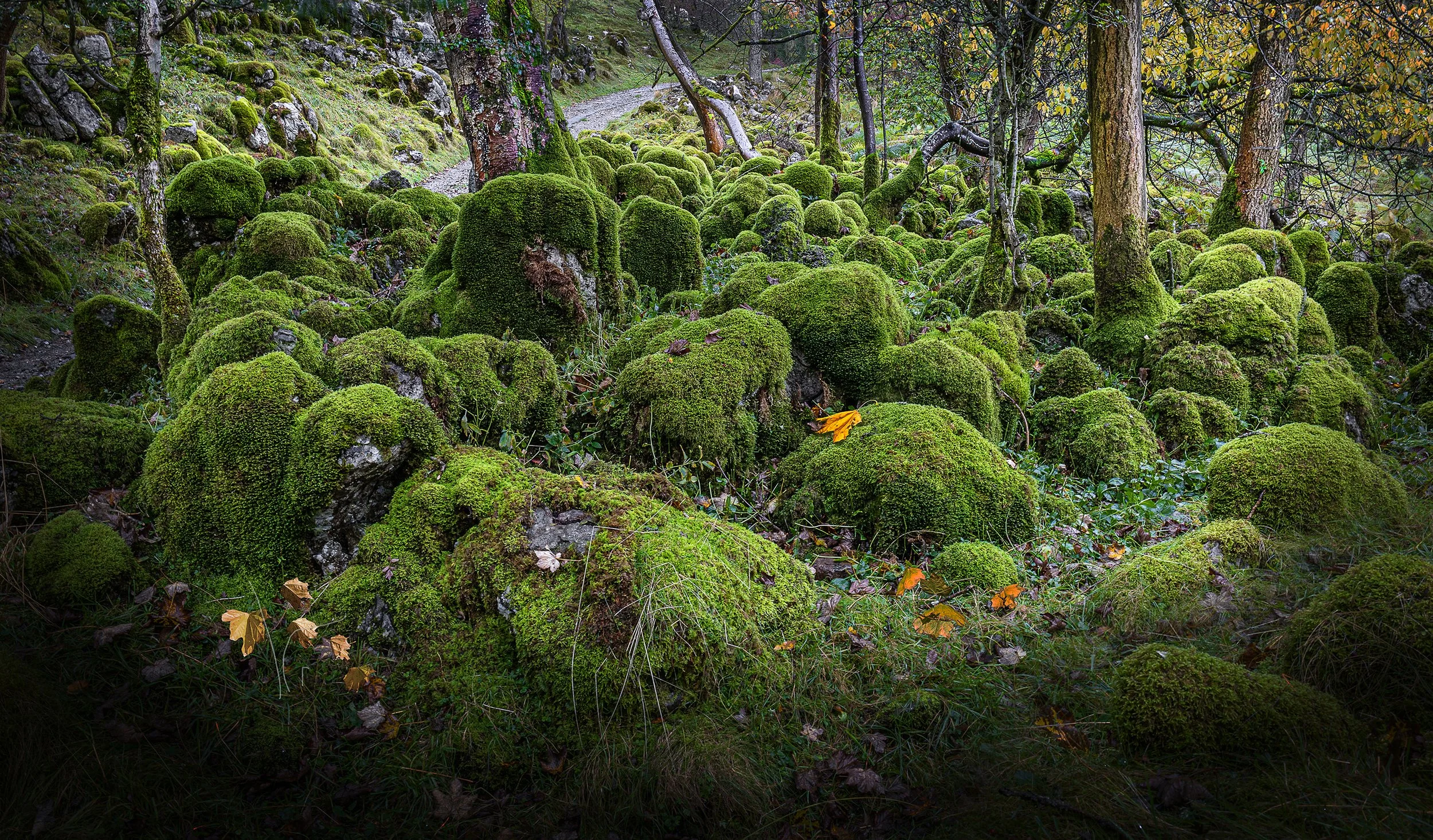 IMG_2030 v4 with several leaf.jpg