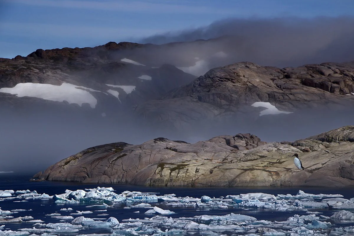 ICE AND MIST AND GUILLEMOT.jpg