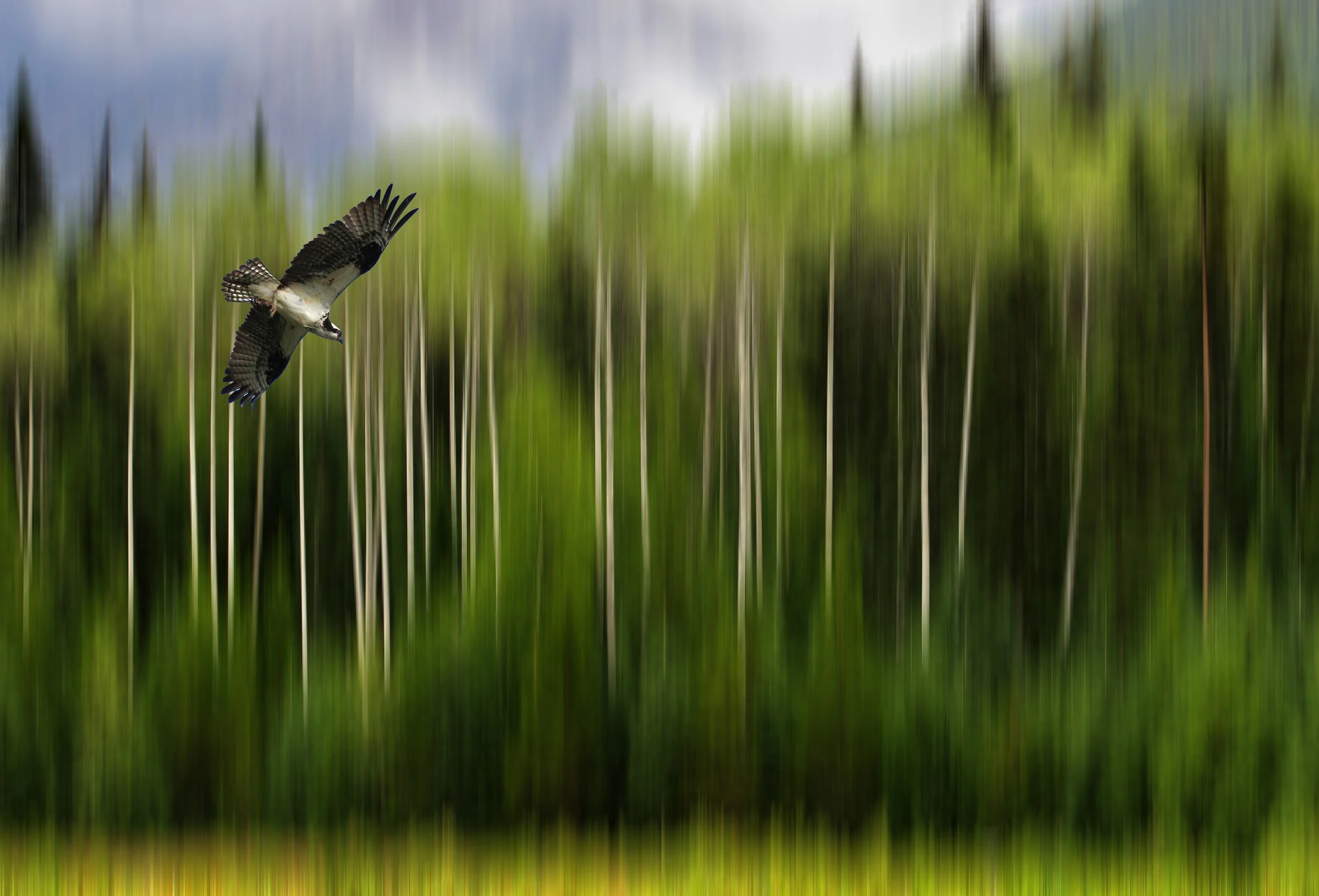 06c 01210 IMG_6074 v4.jpg