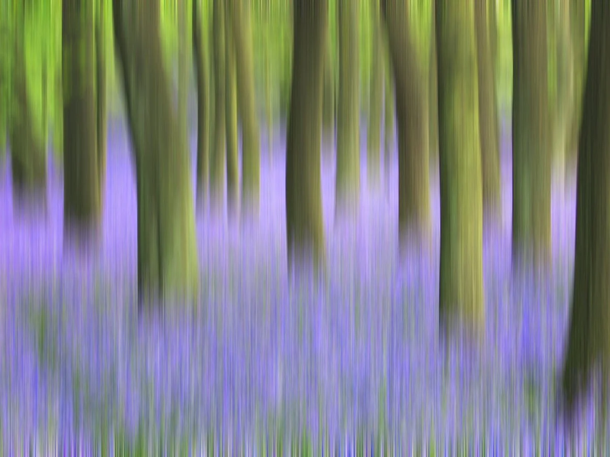 Bluebell Woods v1.jpg