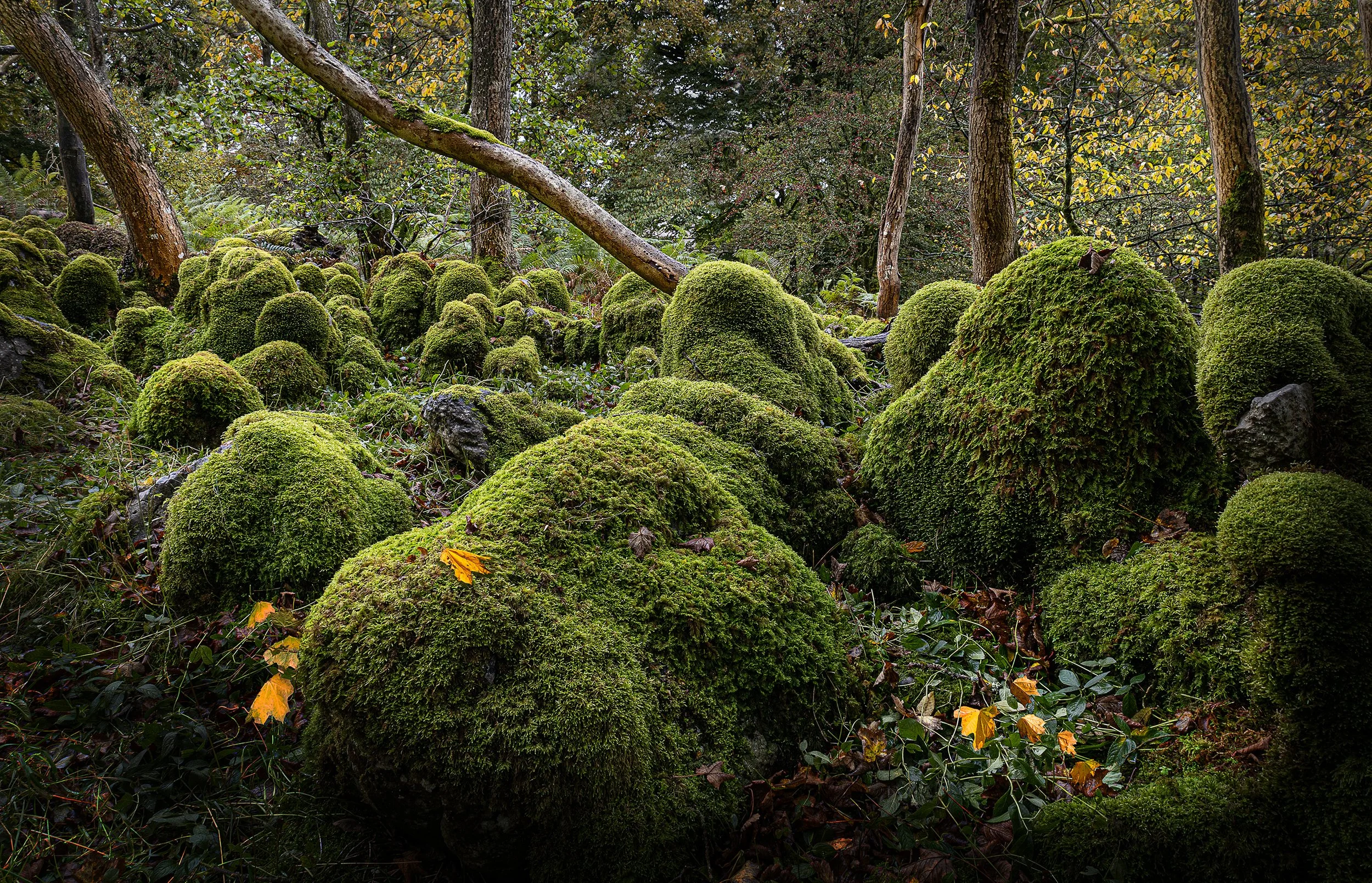 IMG_2008 v3 with several leafs.jpg