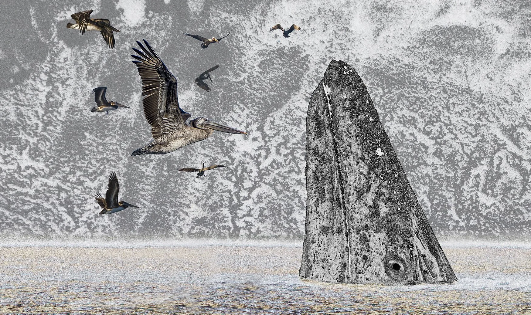 Grey whale v9 copy.jpg