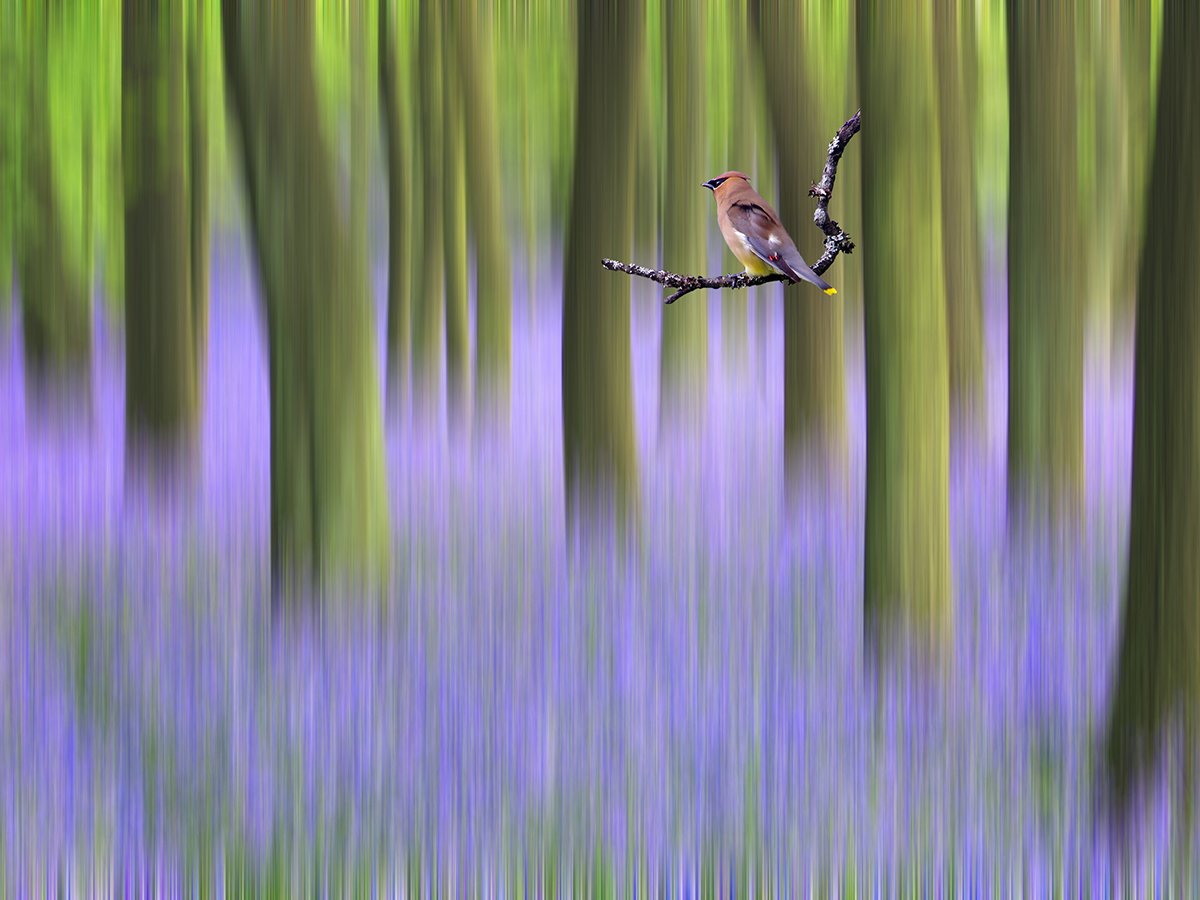 Waxwing with Bluebells.jpg