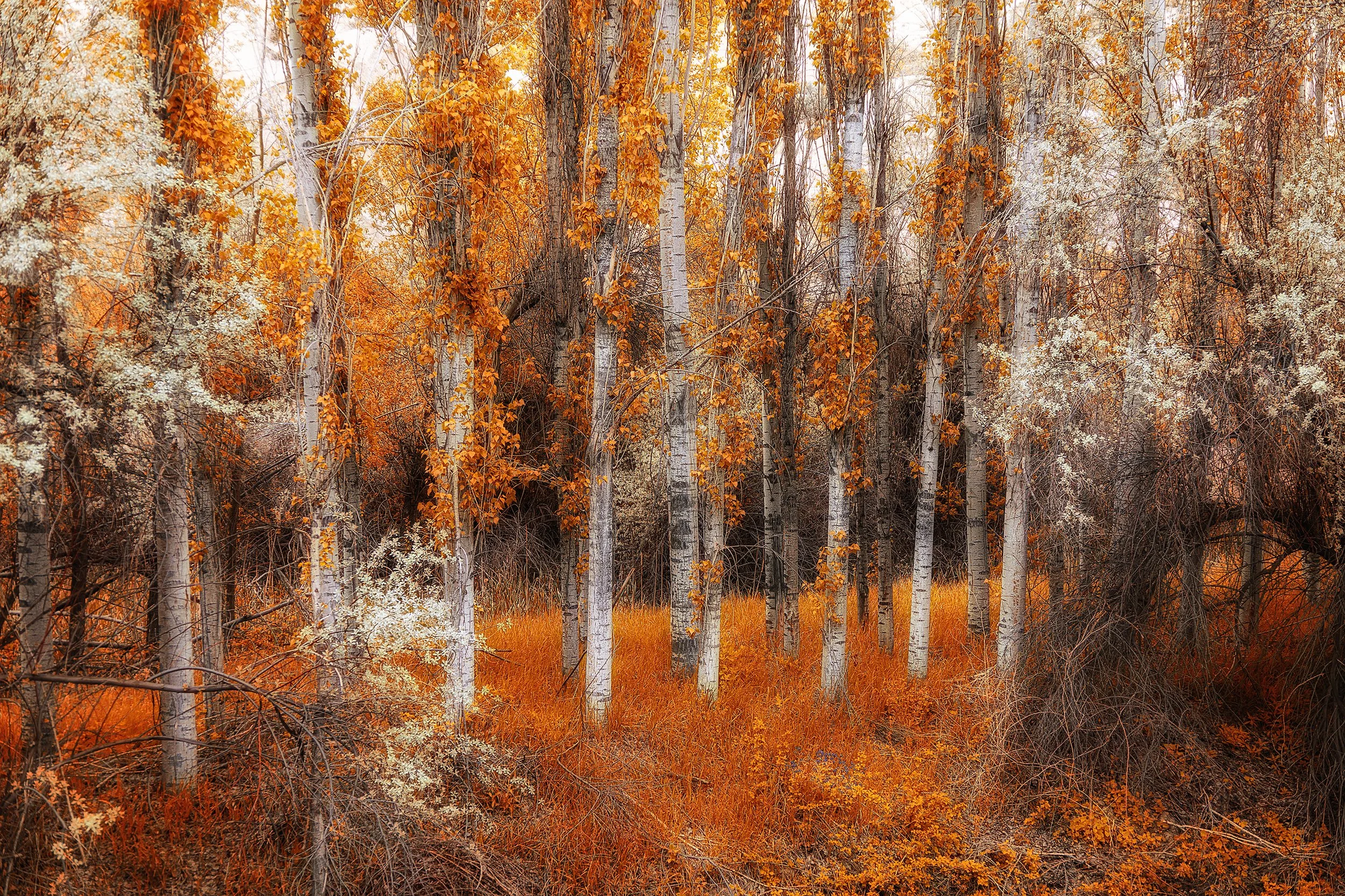 IMG_1929 v4 Indian Summer and Glamour Glow.jpg