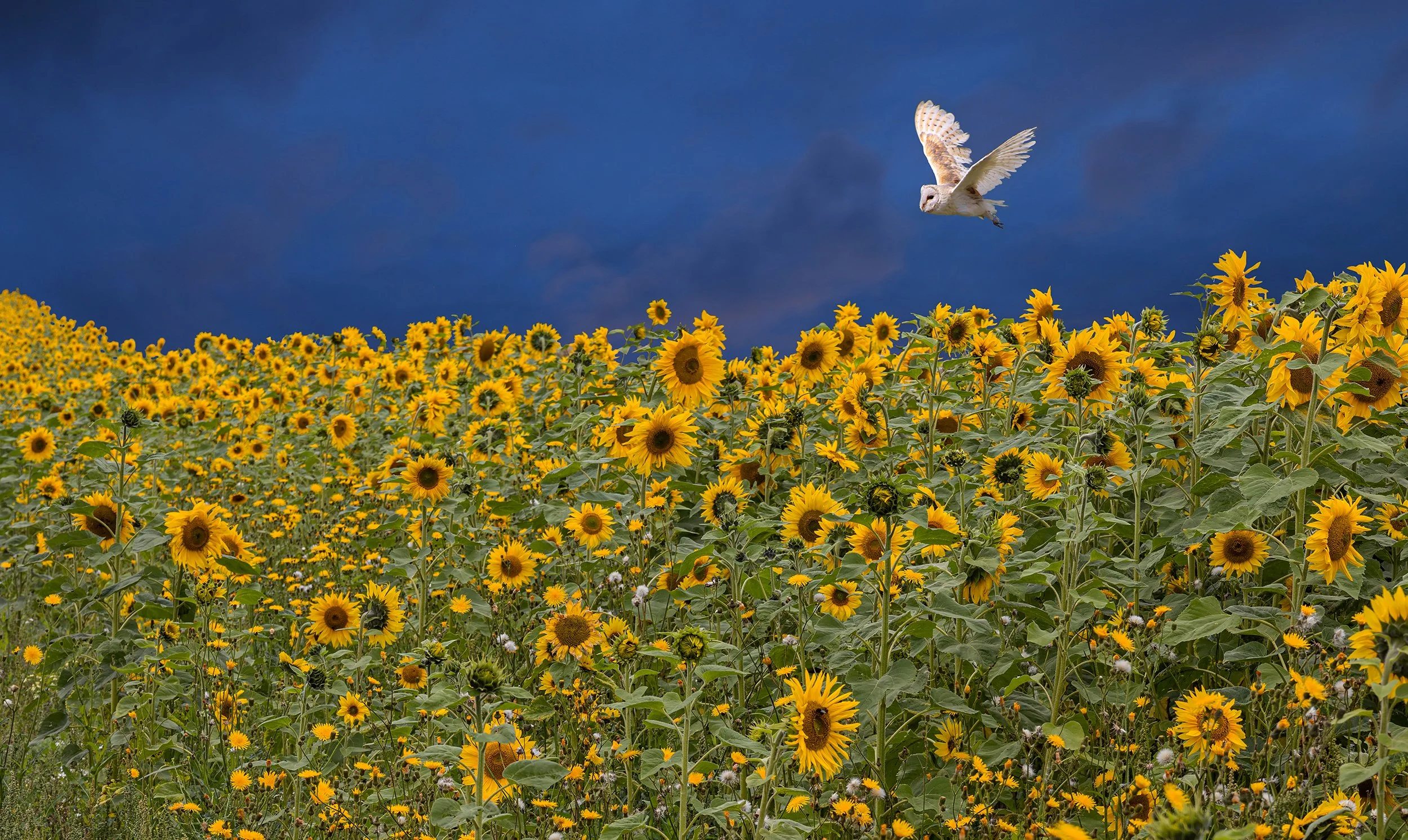 Sunflowers v4.jpg