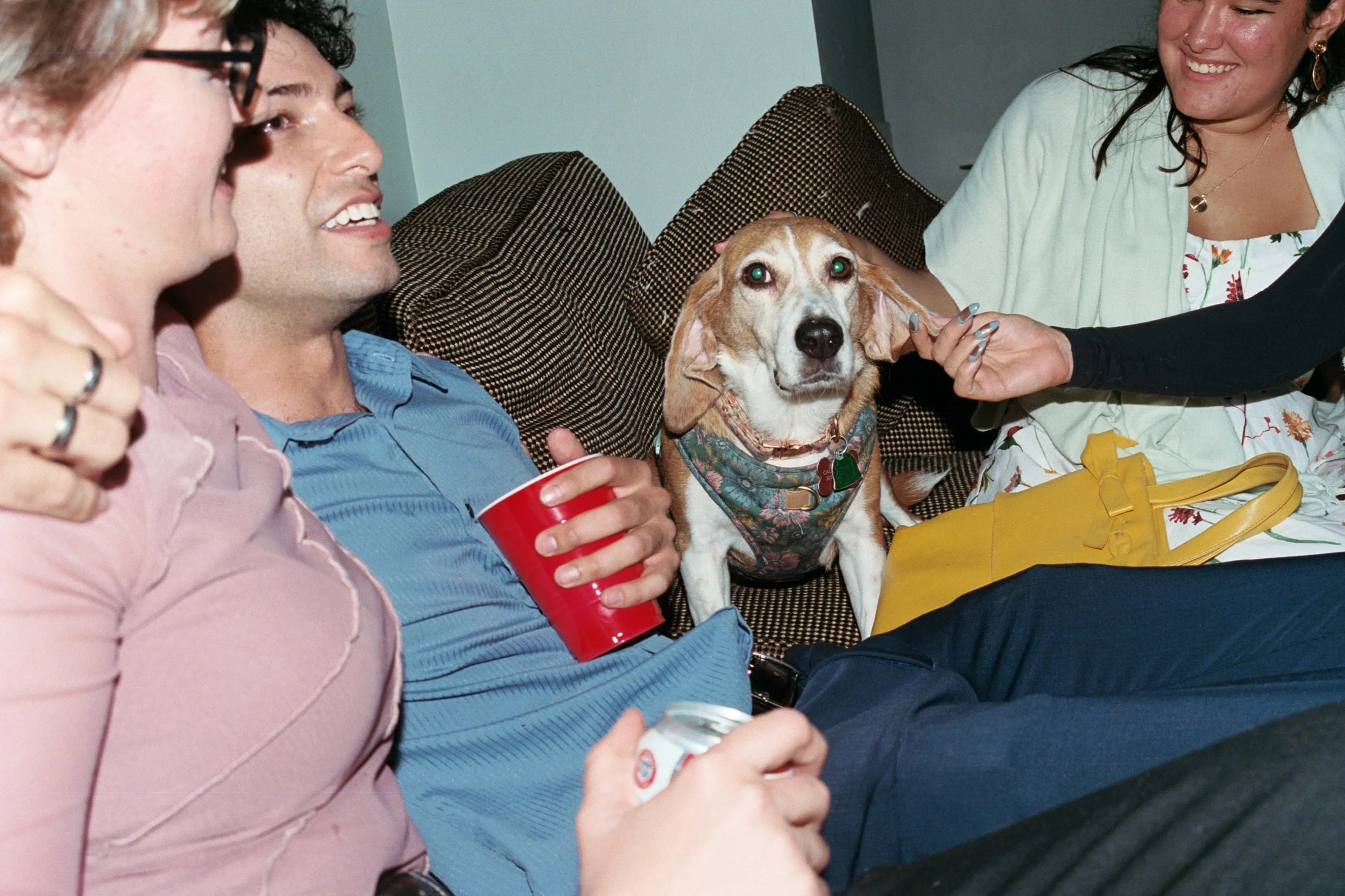 PartyDog.jpg