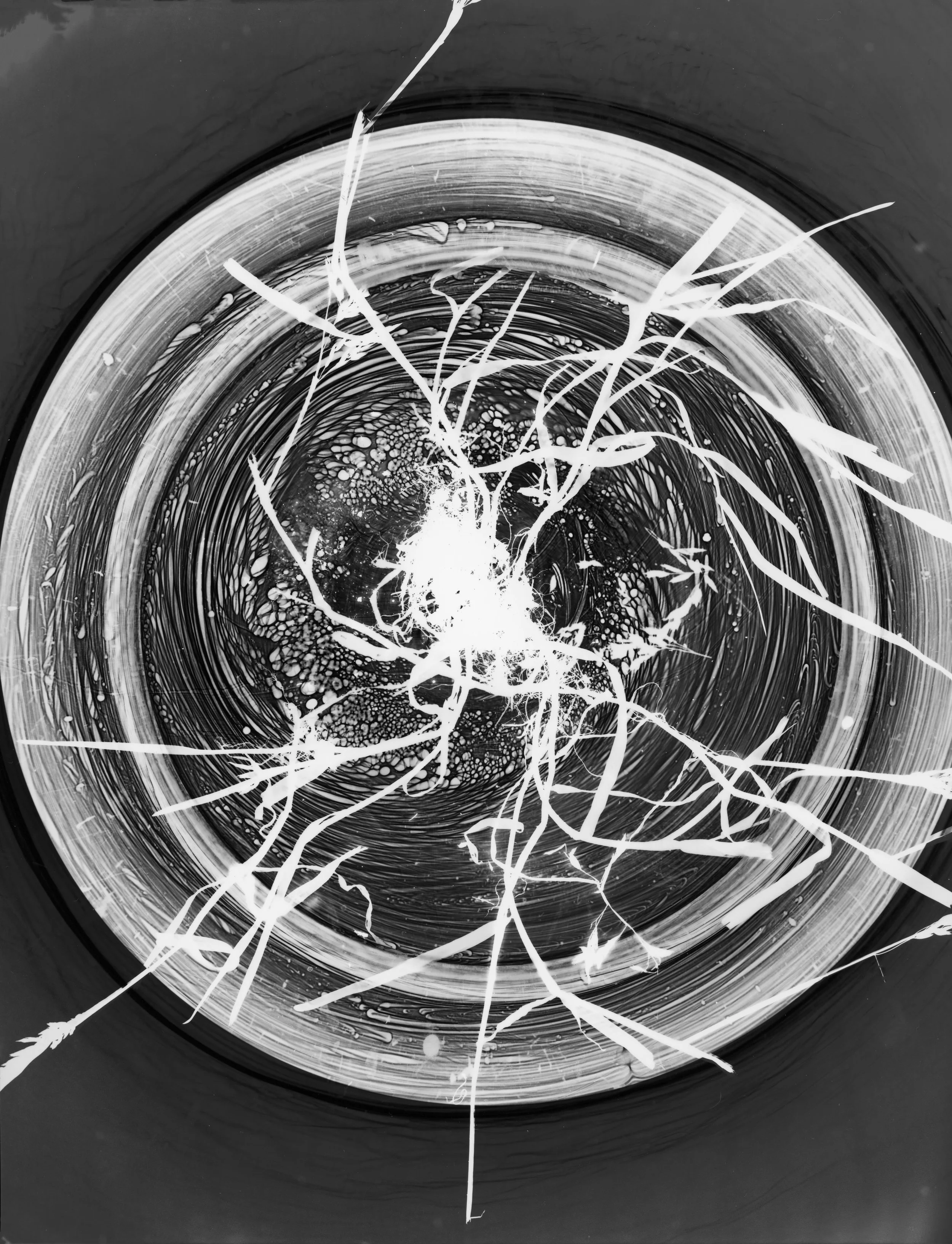 Roots Photogram Clear.jpg