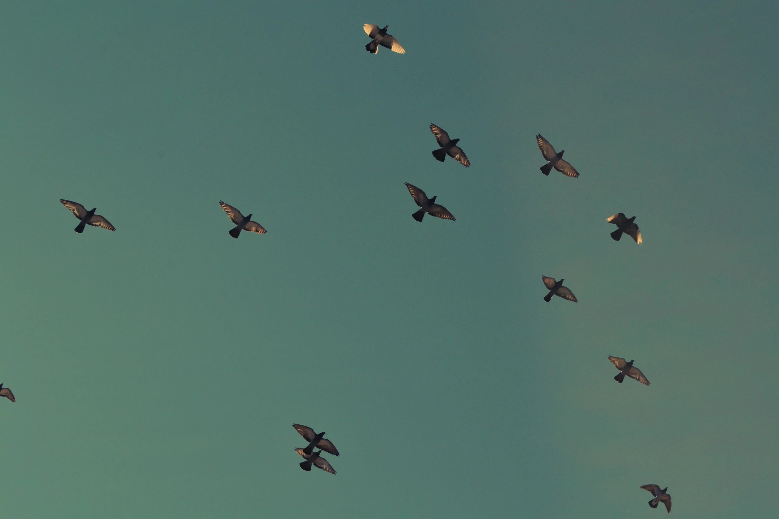 A Migrating Flock Is A Masterclass In Distributed Control — A Network Built For Speed, Guided By Shared Intent