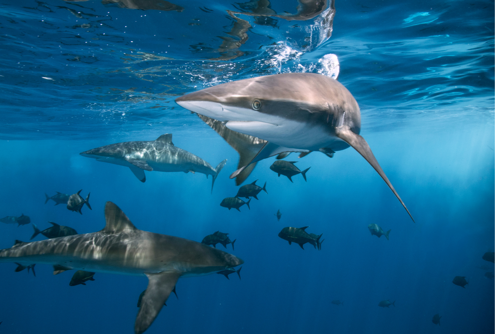 Sharks Don’t Chase Every Fish. Investors Shouldn’t Either