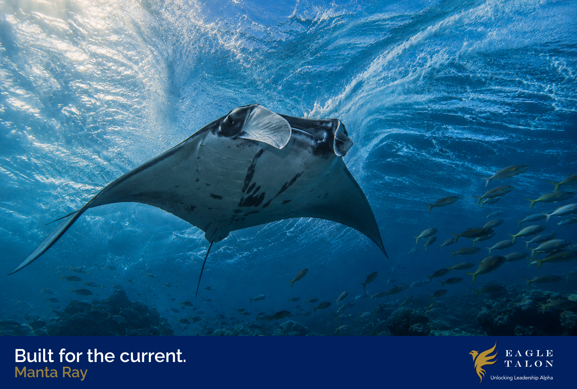 The manta ray doesn't fight the current