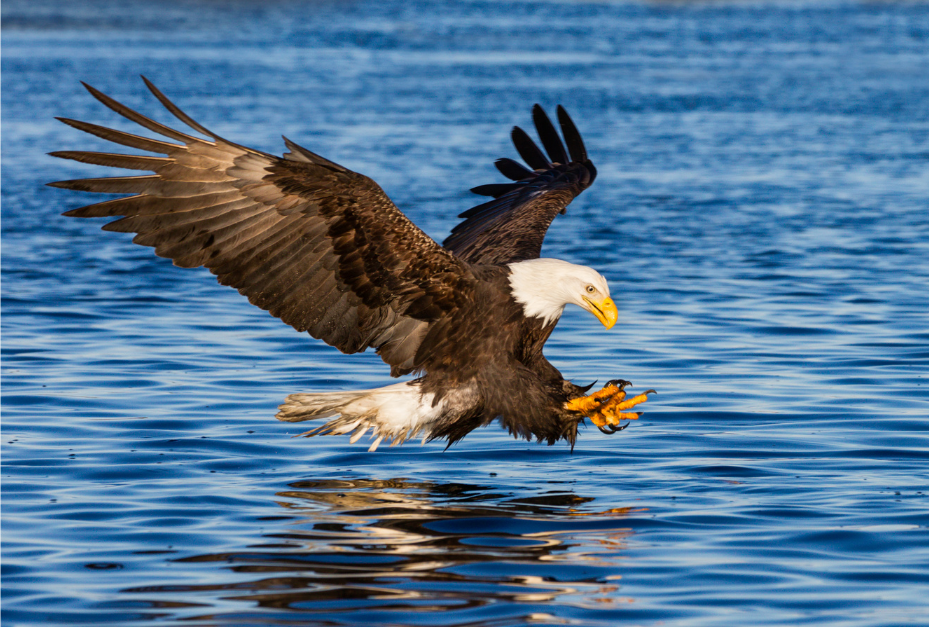 Eagles climb before they chase prey