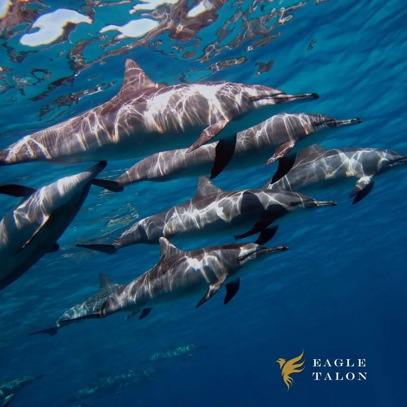Think of a dolphin pod as a distributed operating model