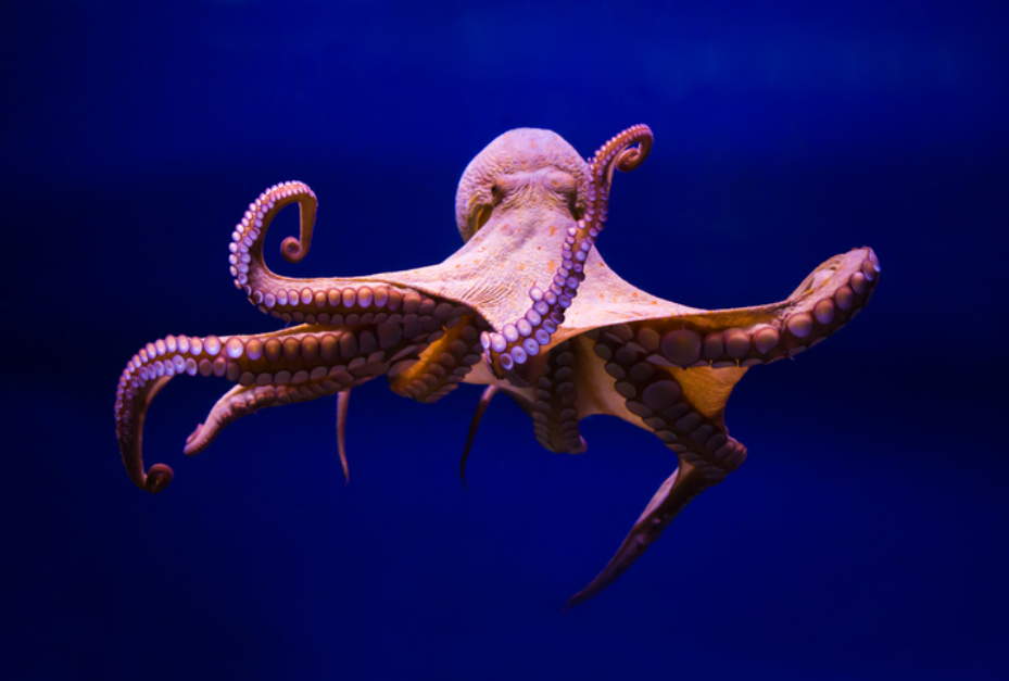 An Octopus Doesn’t Try to Predict Uncertain Seas. It Adapts