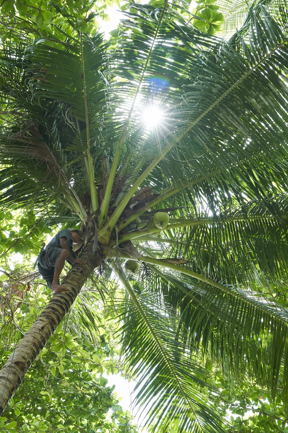 ClimbingCoconutTree_79.jpg