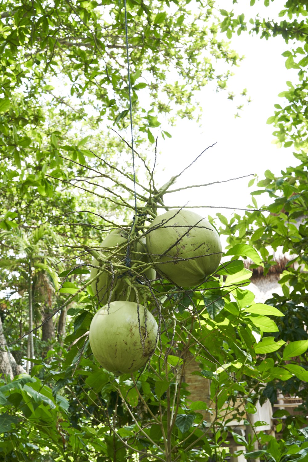 ClimbingCoconutTree_162.jpg