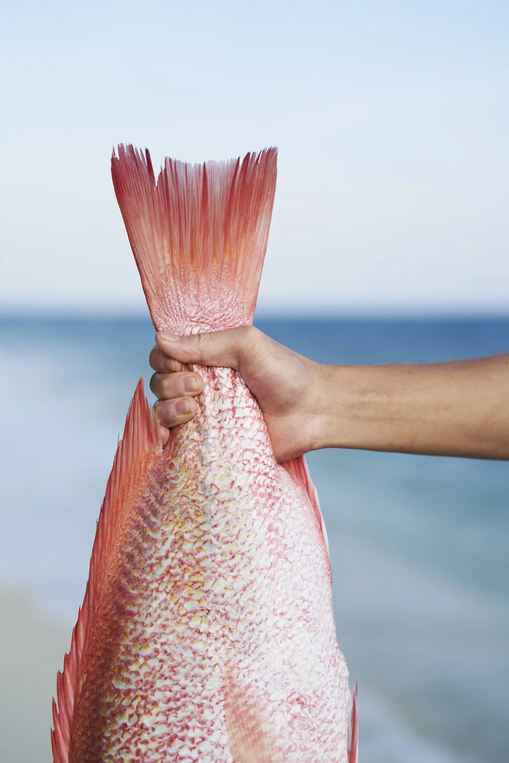 RedFishCurry_013 1.jpg