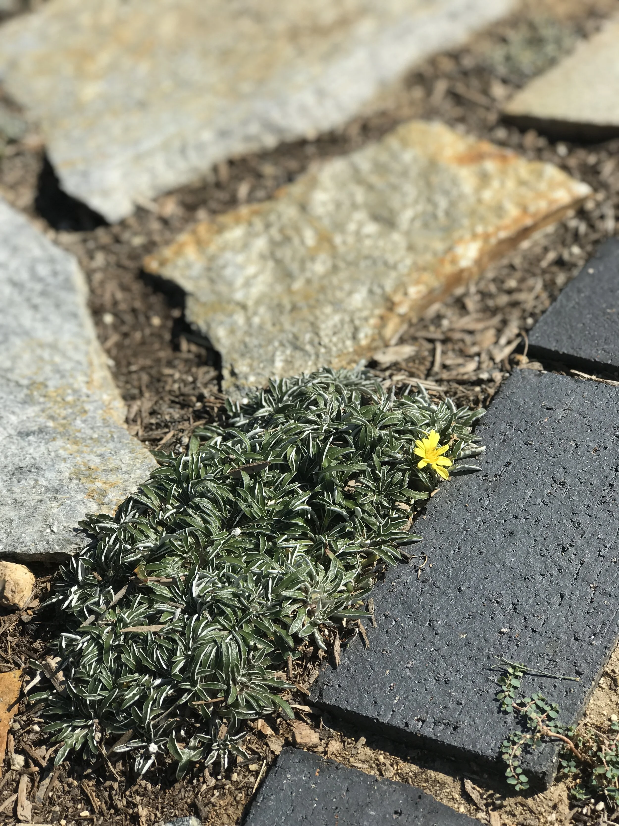 Dymondia groundcover will replace grass