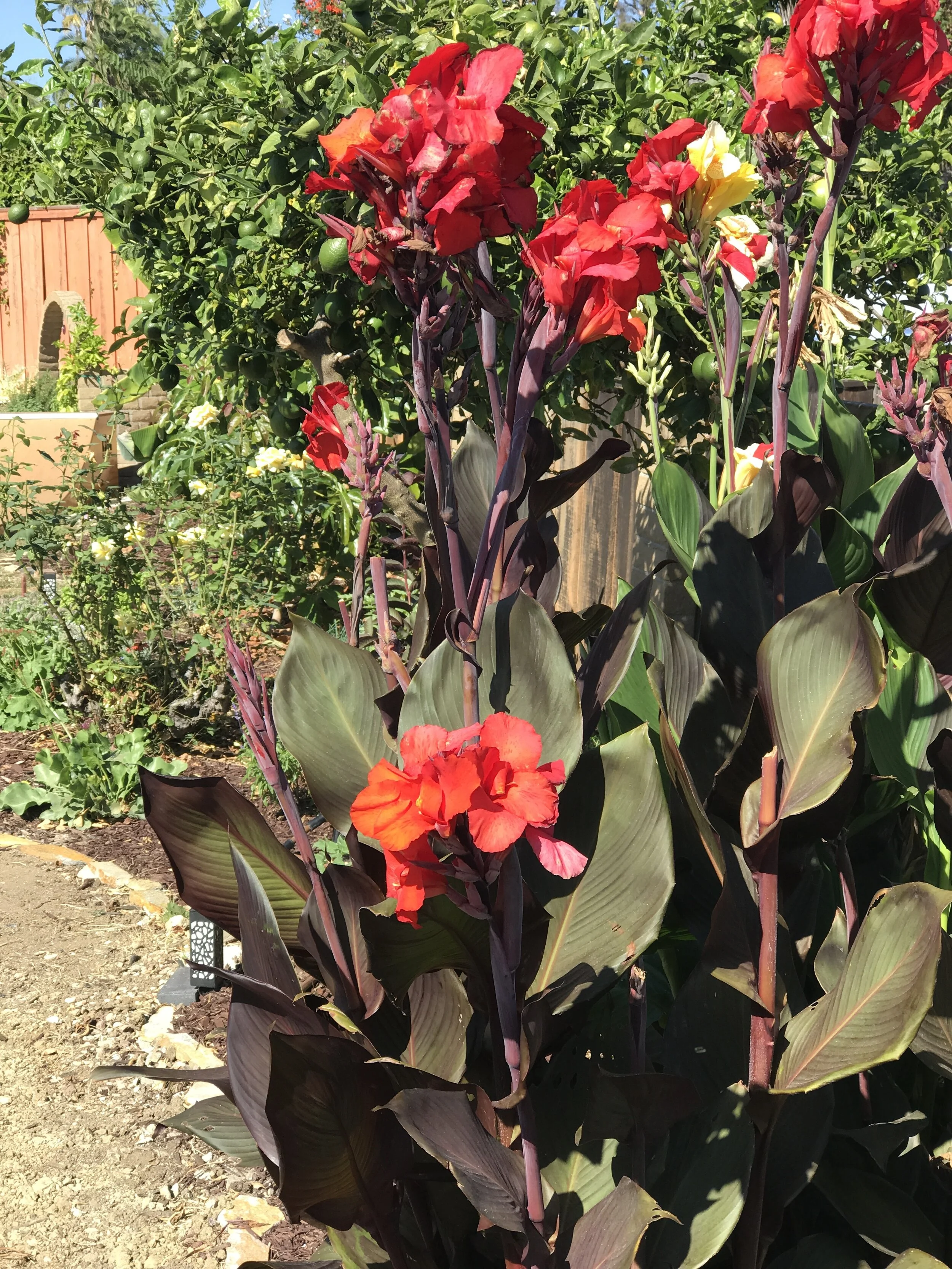 Canna lilies block unwanted view and compliment existing Banana trees