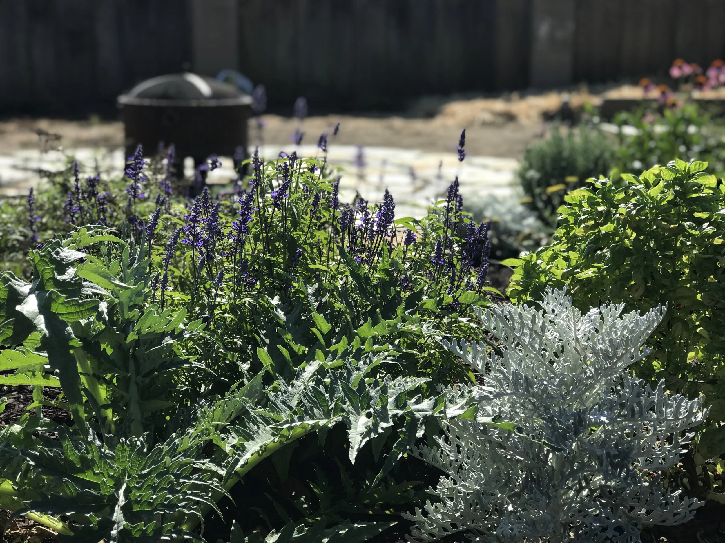 Artichokes and saliva fruit tree guild plants