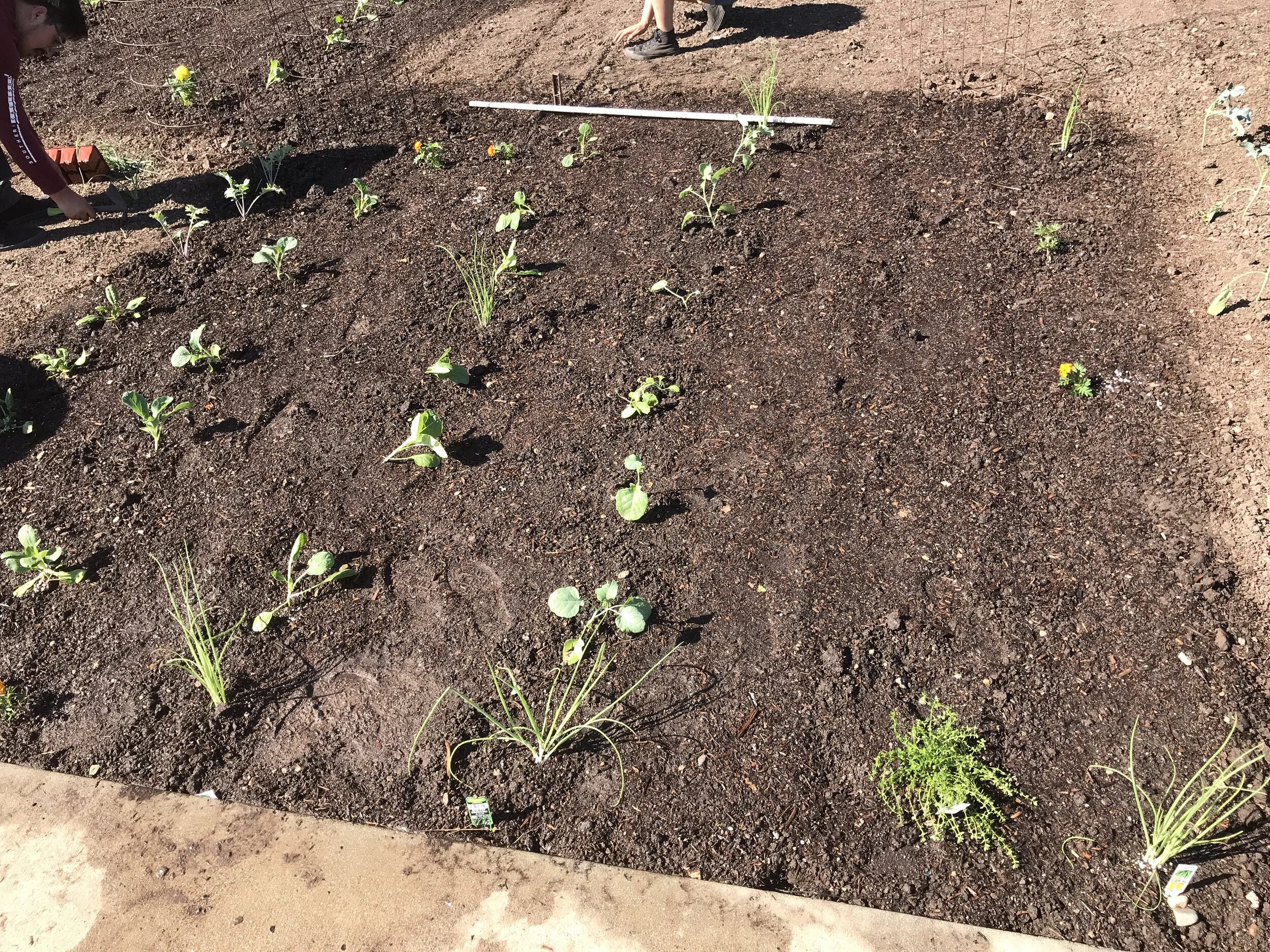 Community Garden plot, Clay soil, Day One
