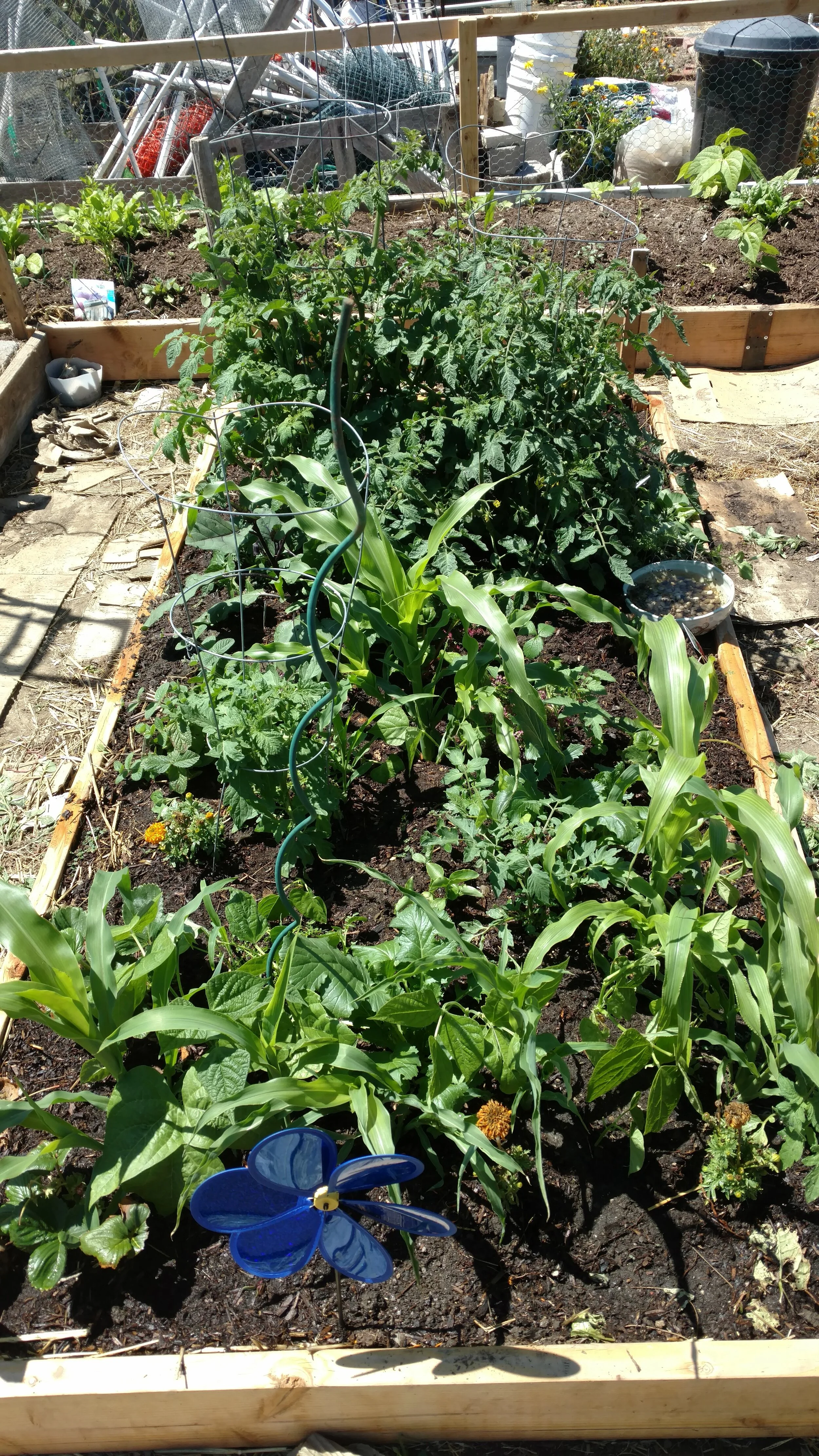 Maturing Summer Veggies
