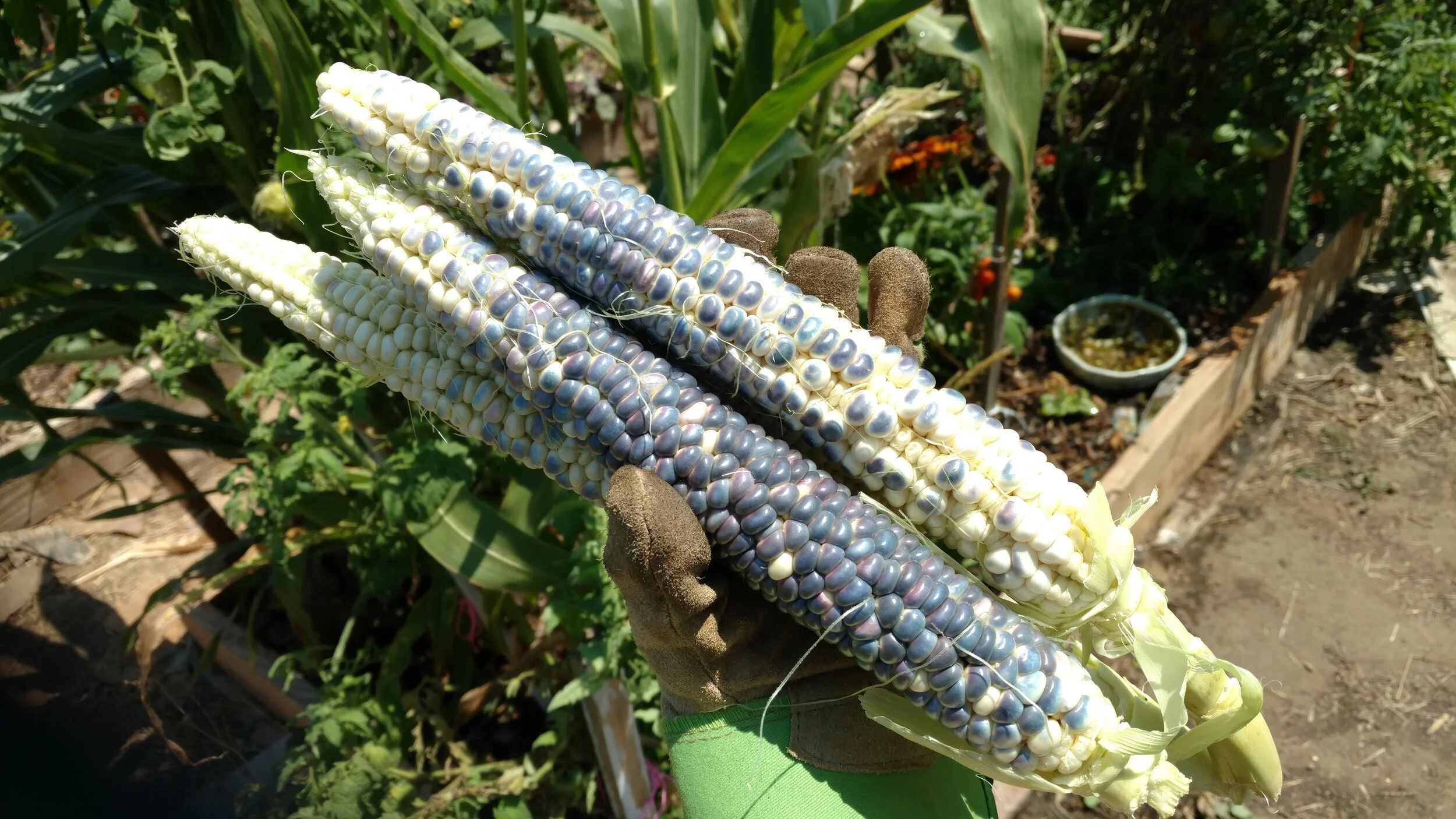 Blue Hopi Corn