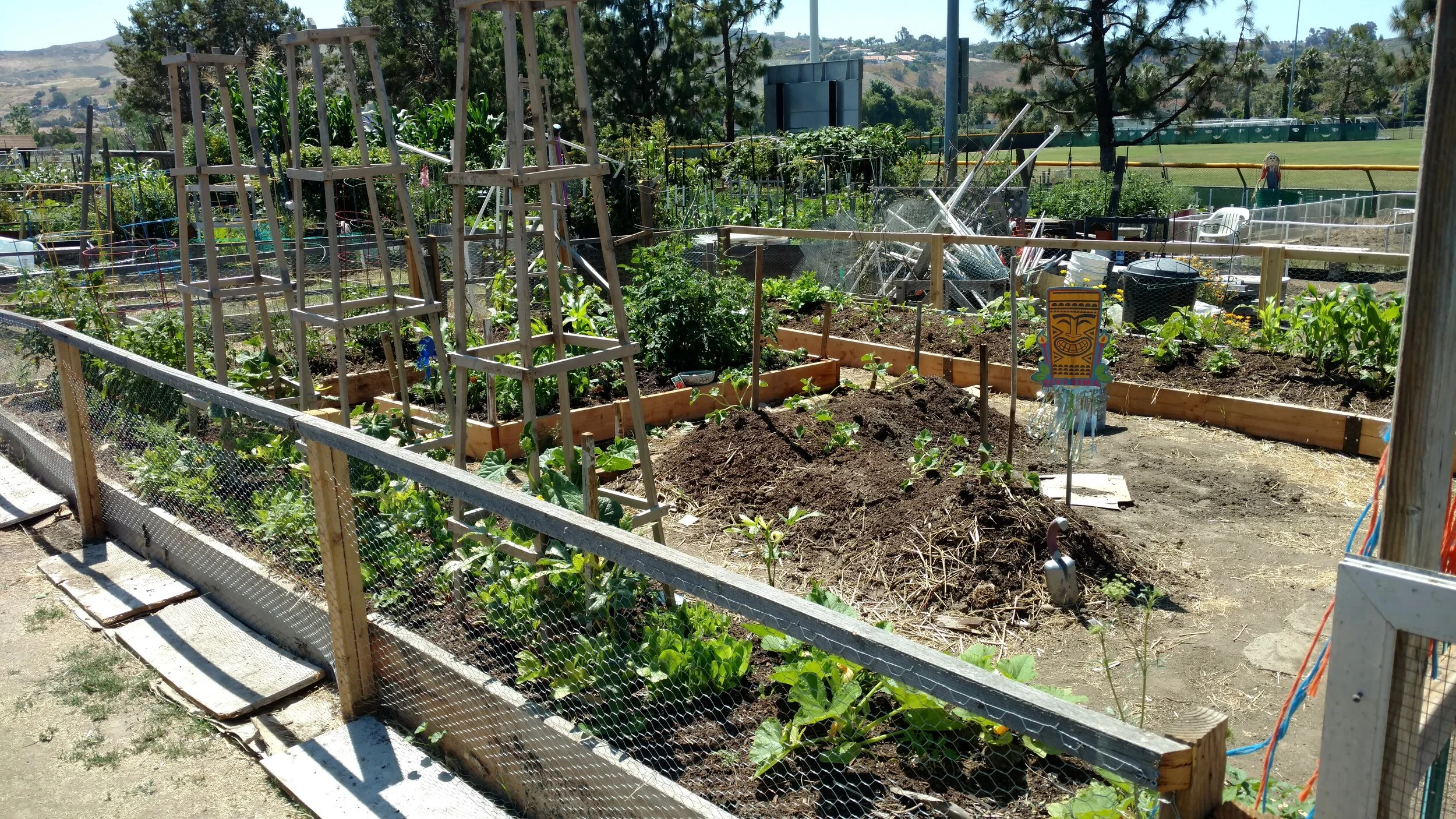 Community Garden Plot shared with Dad