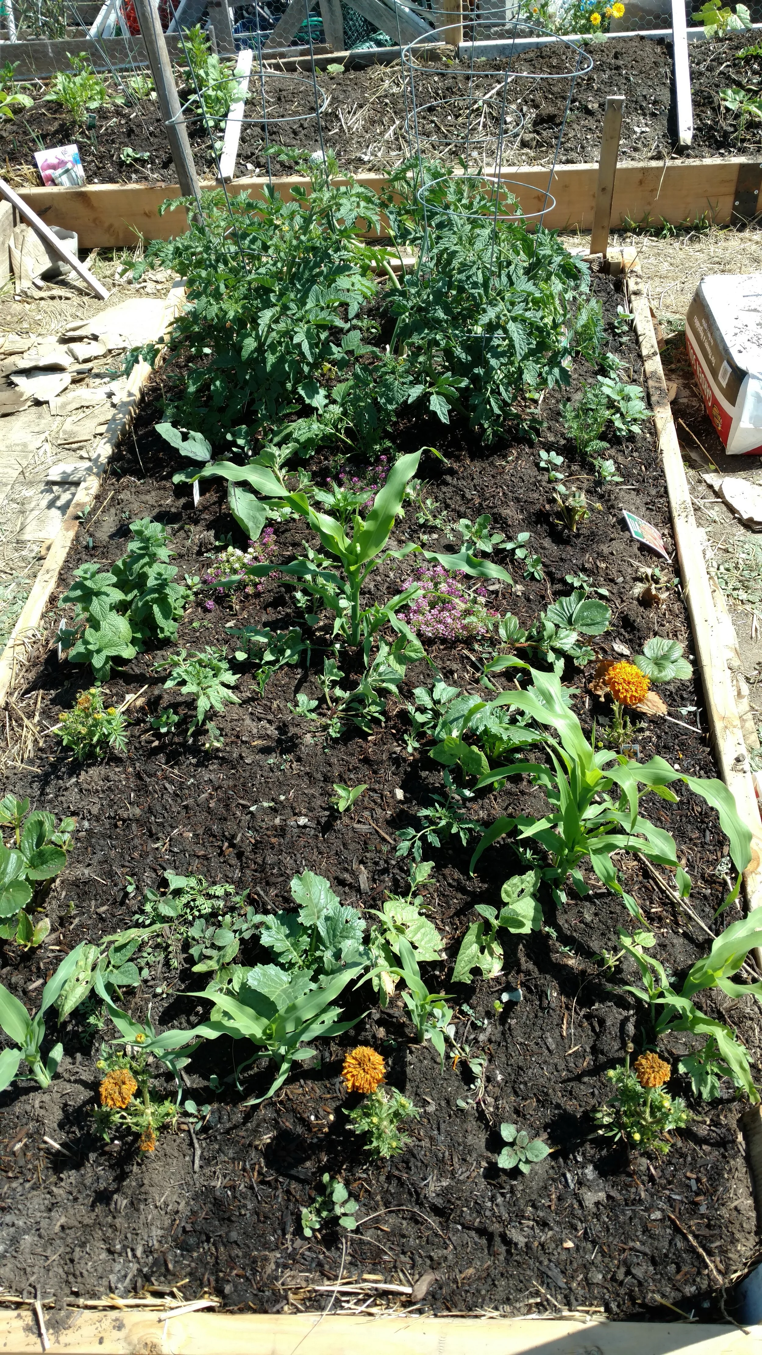 Summer Veggie starts with the Three sisters; Corn, Beans, Squash