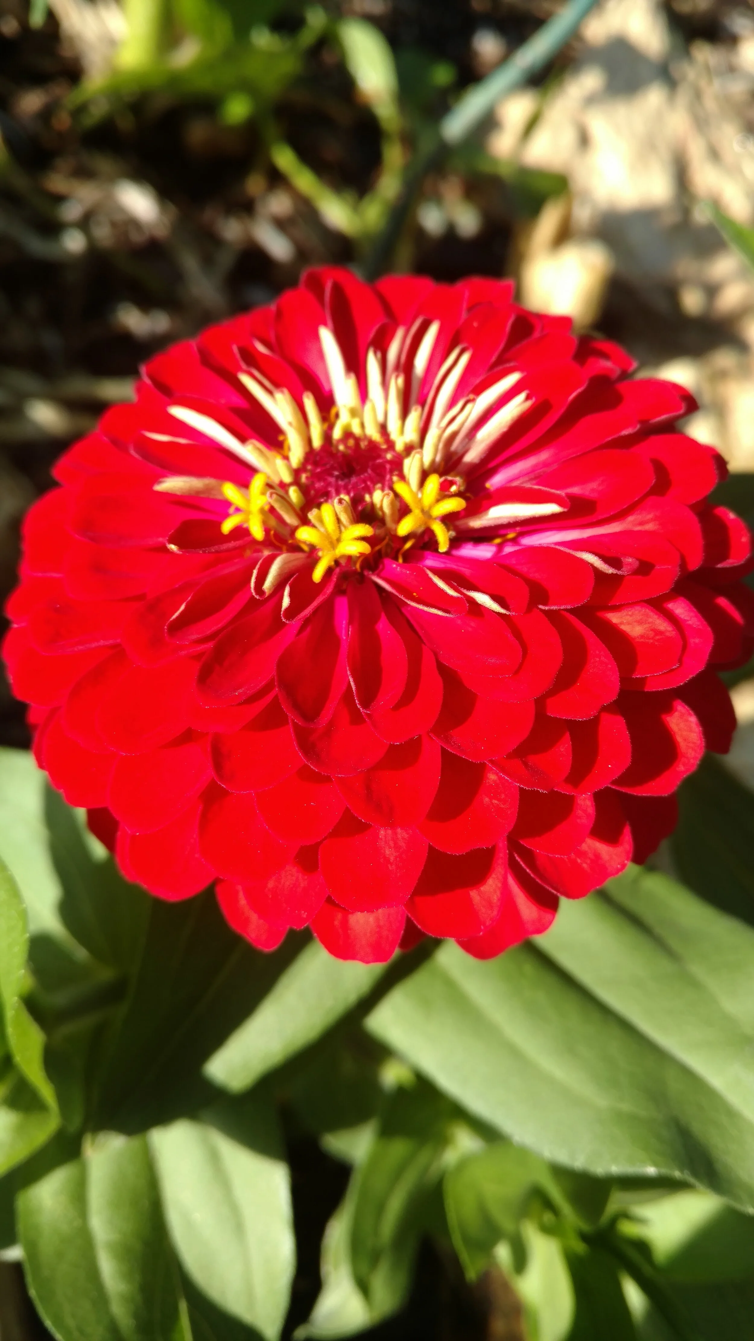 Zinnias are a veggie garden staple 