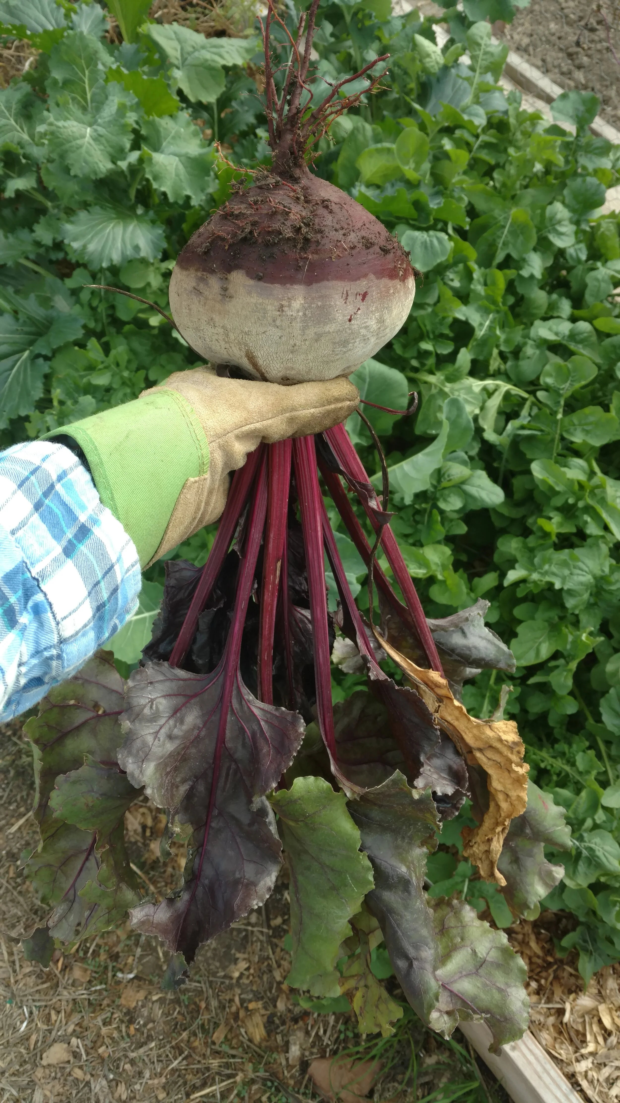 I like Big Beets and I cannot lie