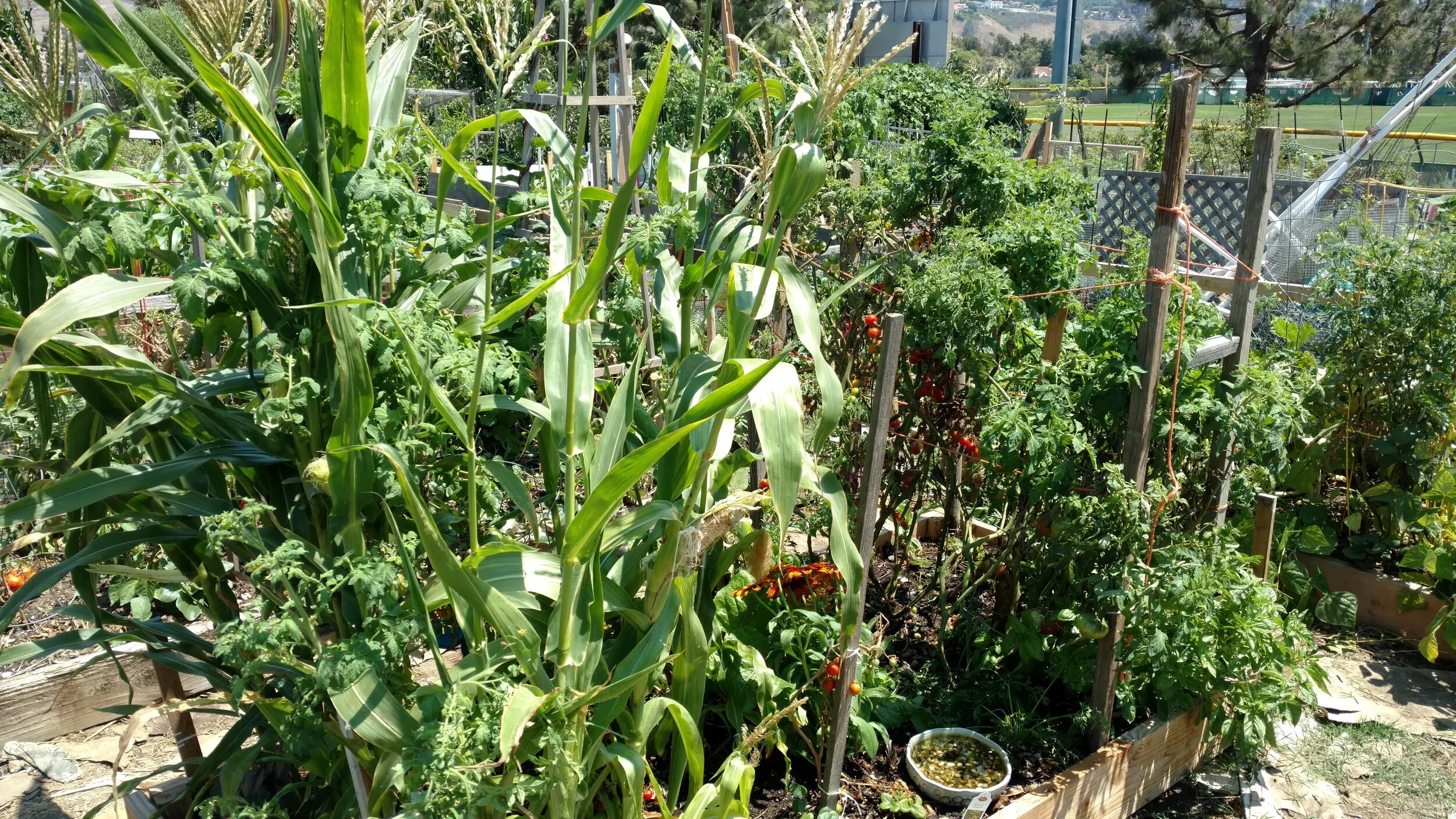 Wild veggie garden