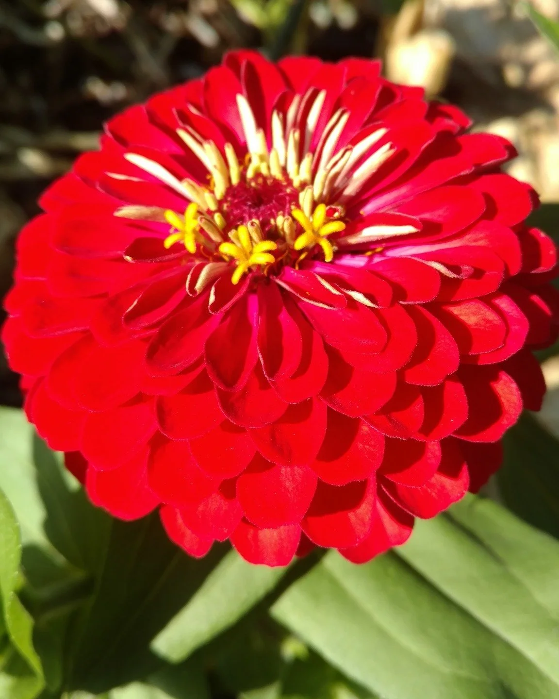 It's that time of year again, got to love Zinnias