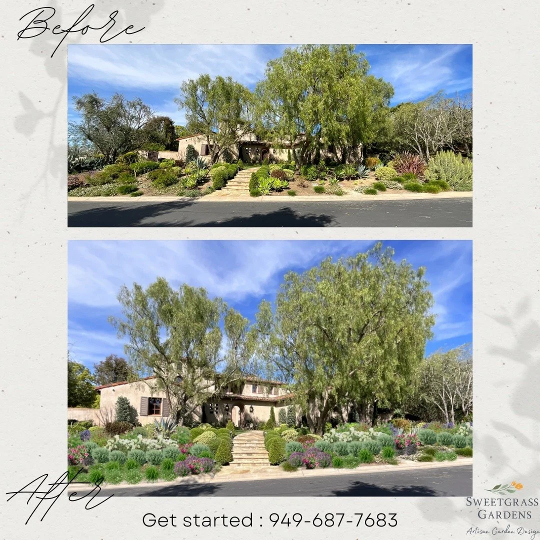 This one was in major need of a fill in and cohesive design, I kept some nice specimens and created a more formal look to go with the Tuscan style house.

#turtleridge #irvine #homeimprovements #plantingdesign #GreenHomeDesign #SoCalSustainability #W