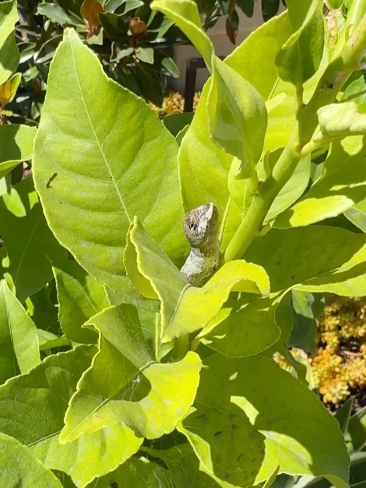 Something gross on your citrus tree? But they turn into the most beautiful swallowtail butterfly 🦋 Too bad they disguise themselves as bird poo 😅 
#citrustree #butterfly #caterpillar #watchouttheyspit