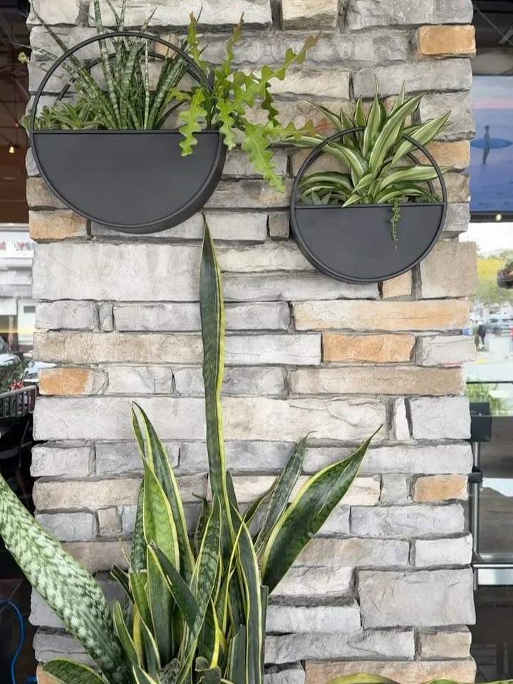 Added some ambient greenery to the Opah restaurant in Aliso Viejo, Go enjoy the greener patio and some delicious seafood! @opahseafoodgrill 

#resturant_design #patioplants #alisoviejo #plantwhisperer #succulentgarden #interiorplantdesigner
