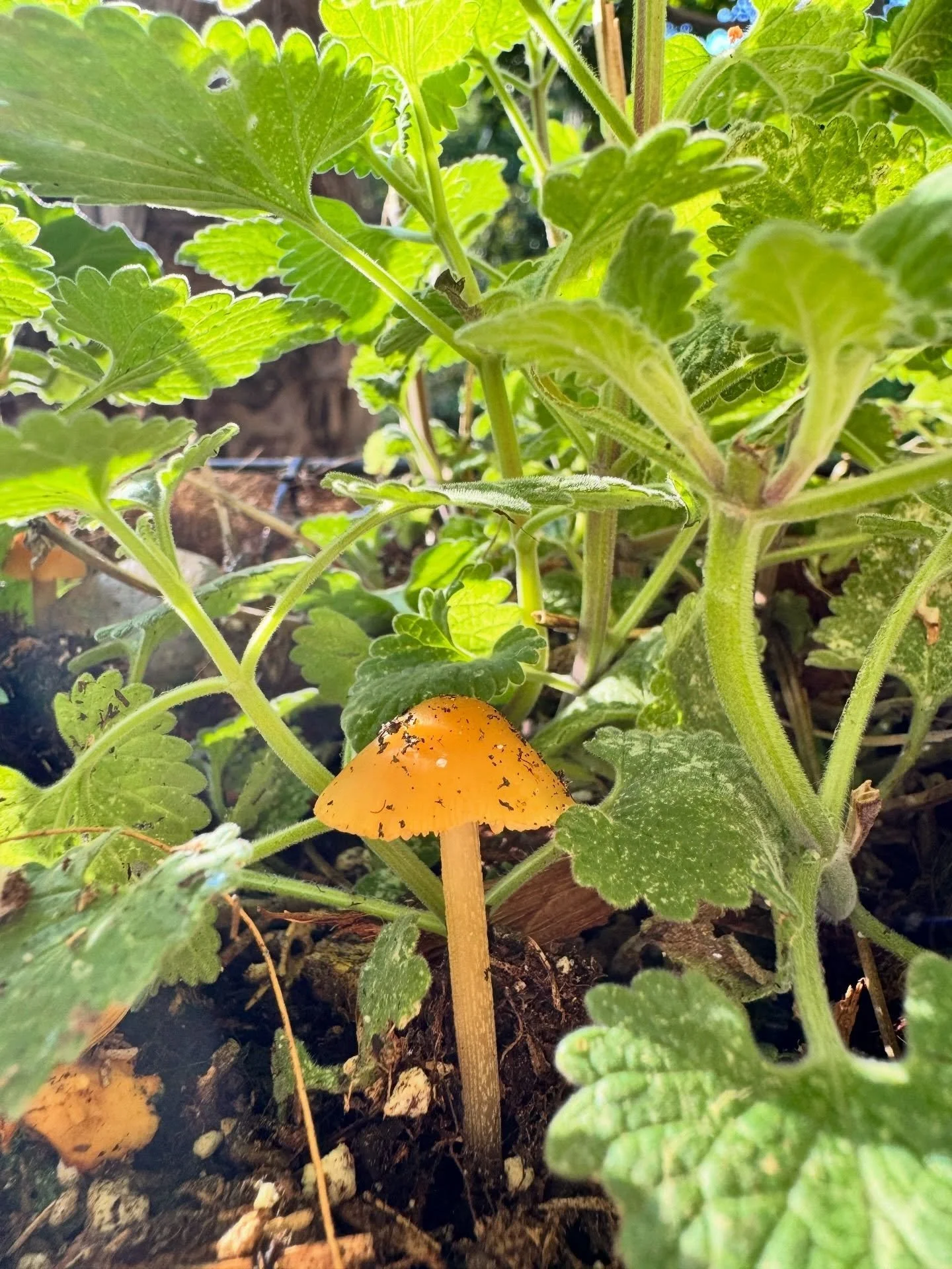 Just a little mushroom in the Catnip 🐈&zwj;⬛🍄&zwj;🟫