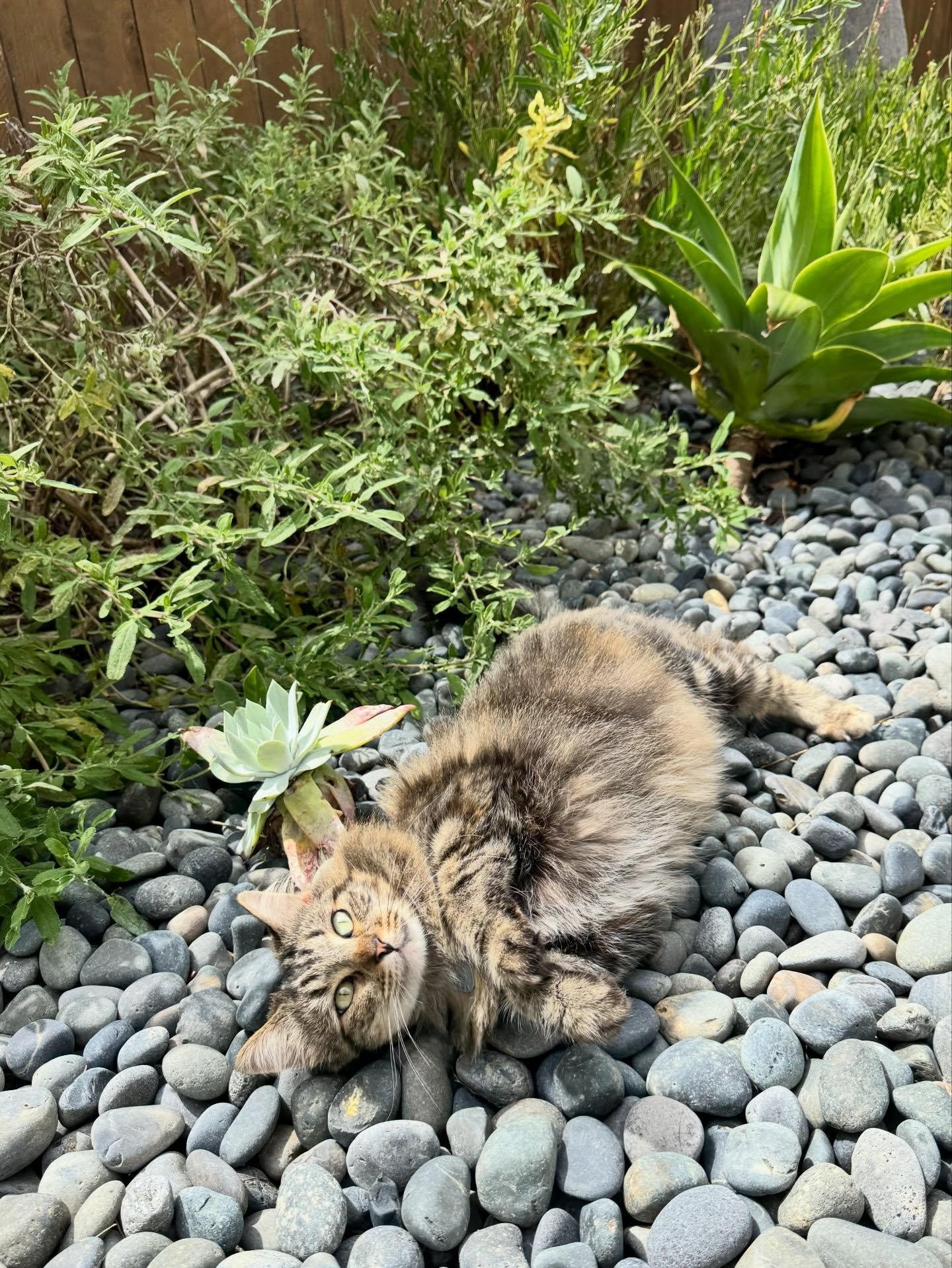 Met this aggressively cuddly tortie while checking on a garden I designed in San Clemente. If she comes home smelling like sage now you know why! @wolfiethewander
