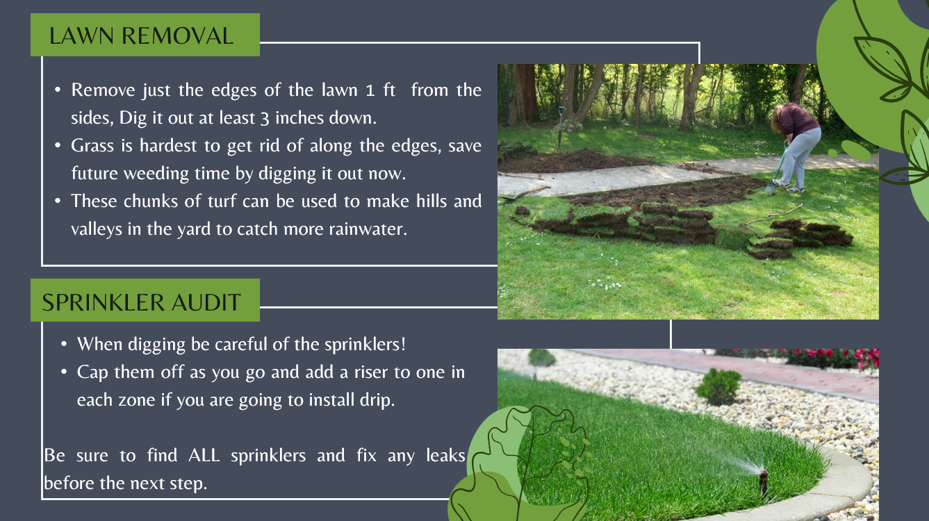 How to kill your lawn and embrace biodiversity