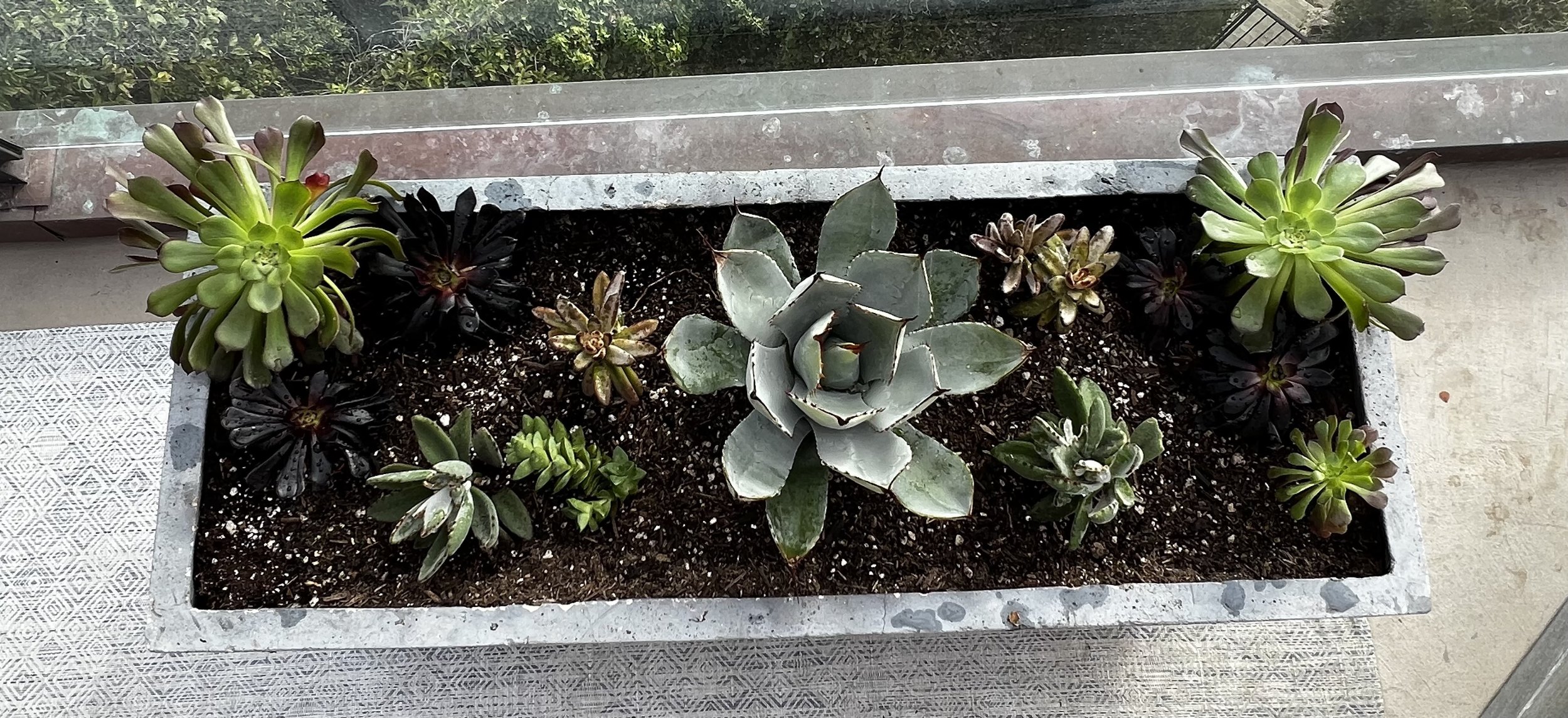 Artichoke Agave planter