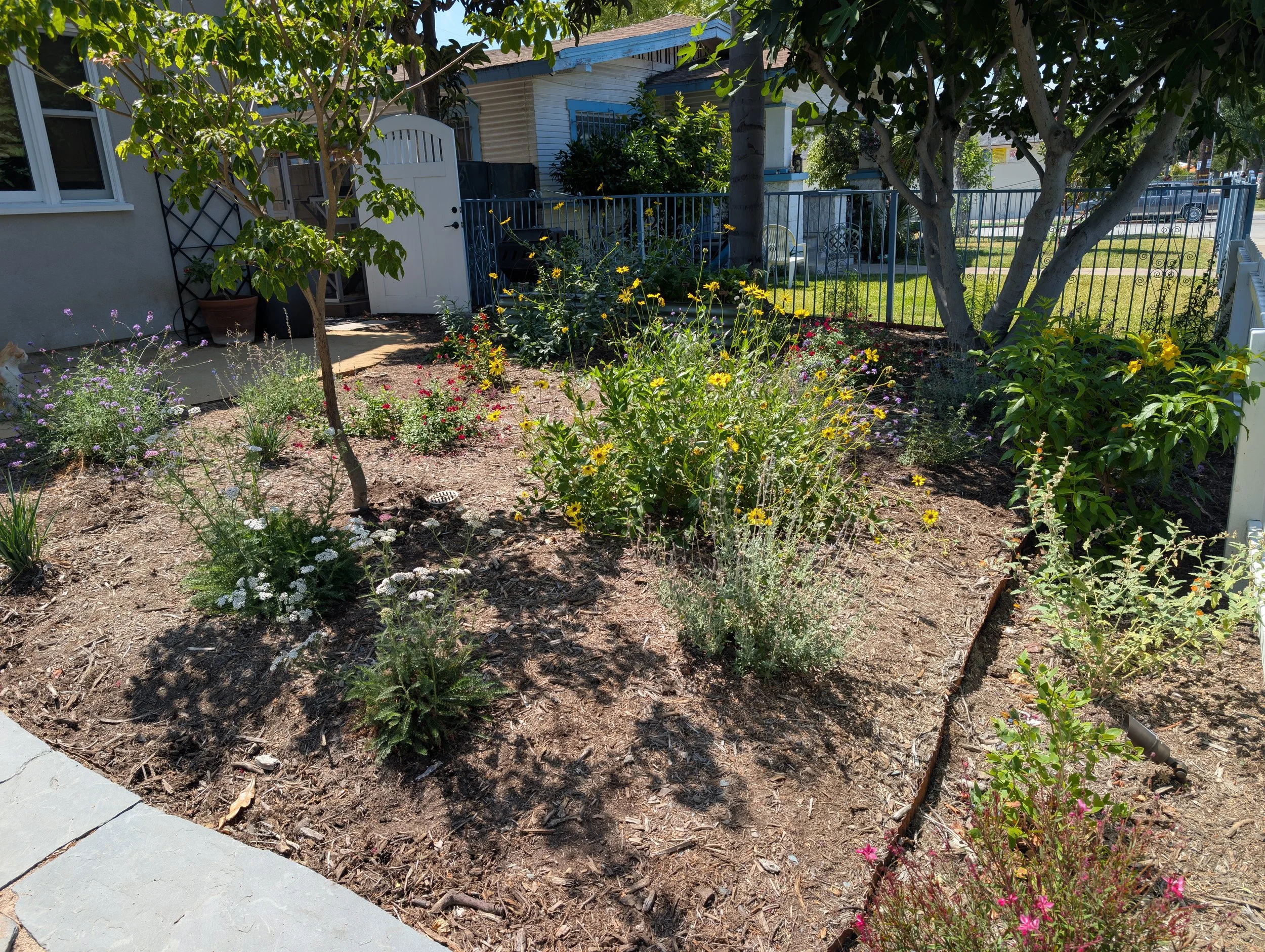 Kurapia lawn and native pollinator garden front yard