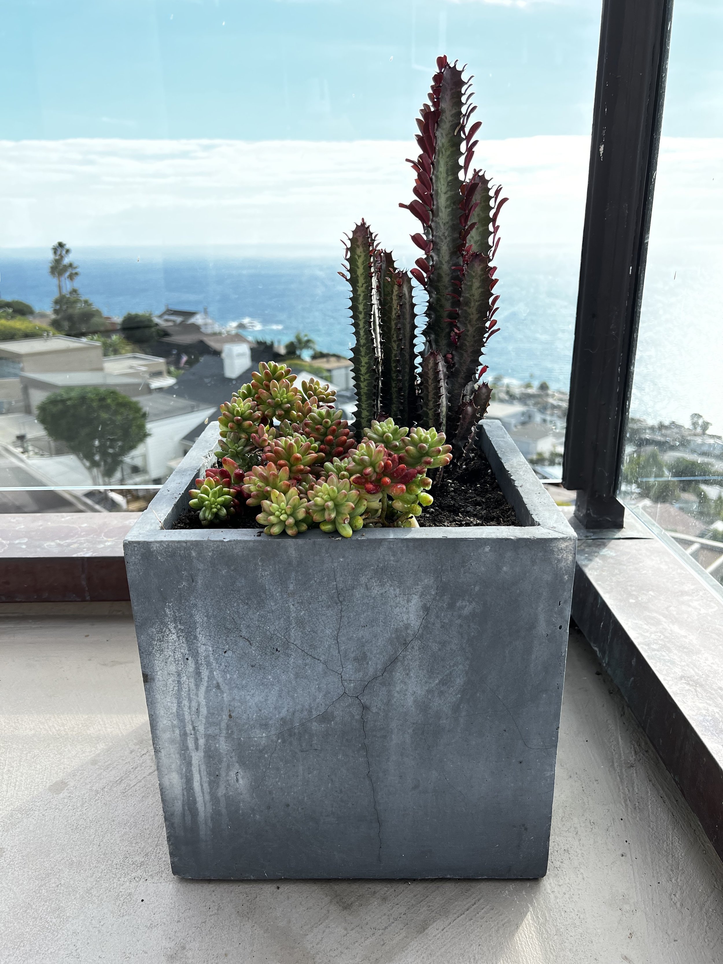 Laguna Beach potted plant design