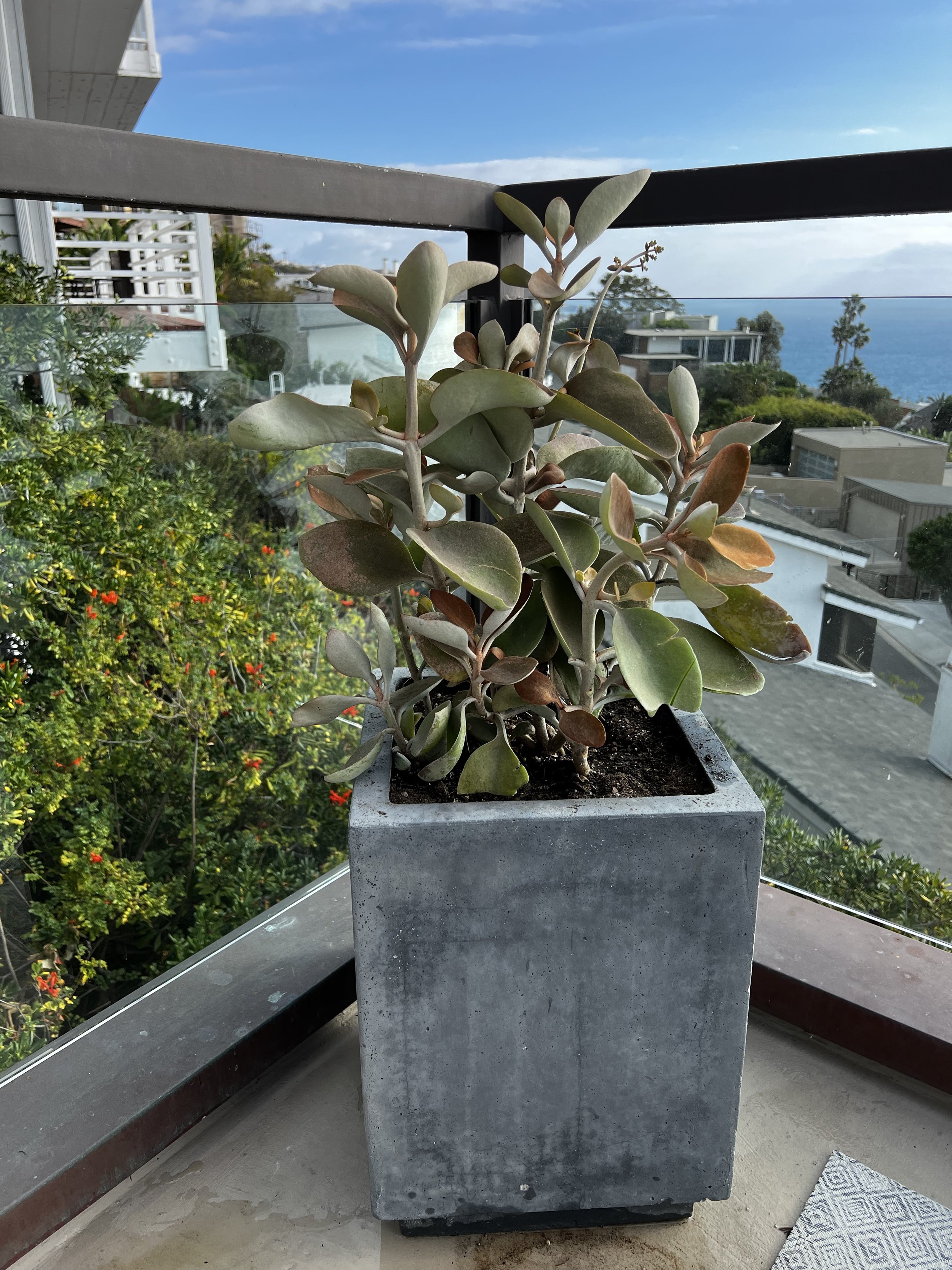 Fuzzy succulent in rust