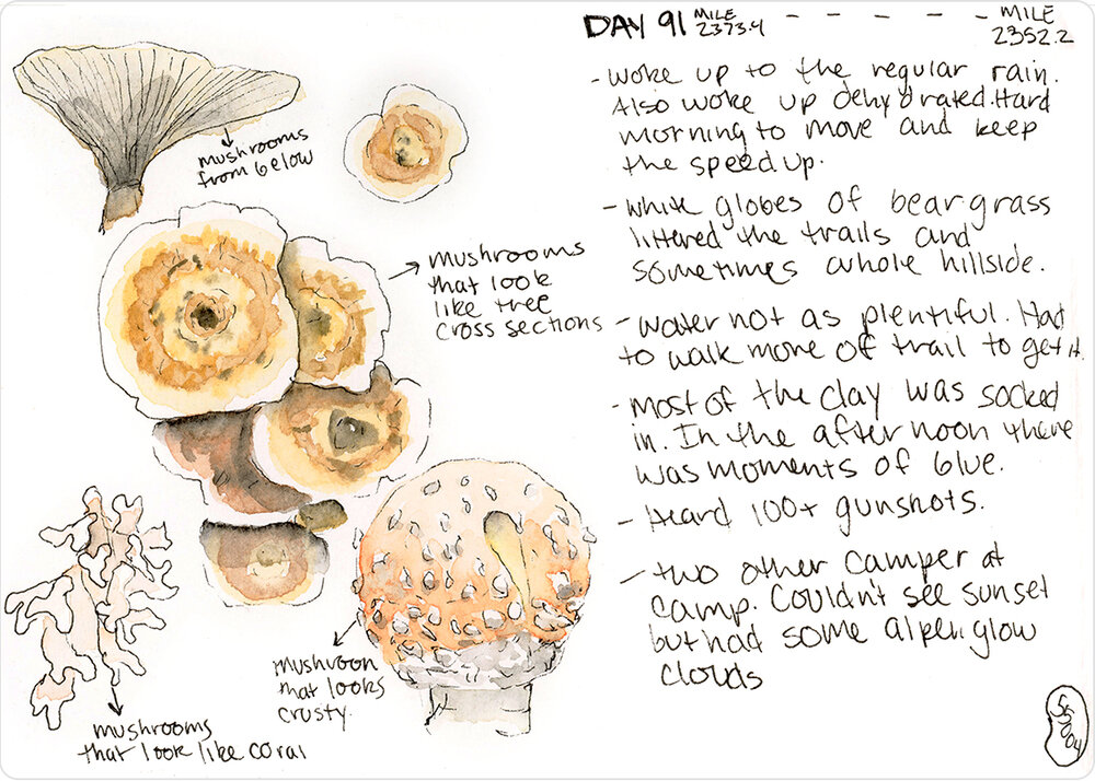 Watercolor Journal Containing Mushrooms
