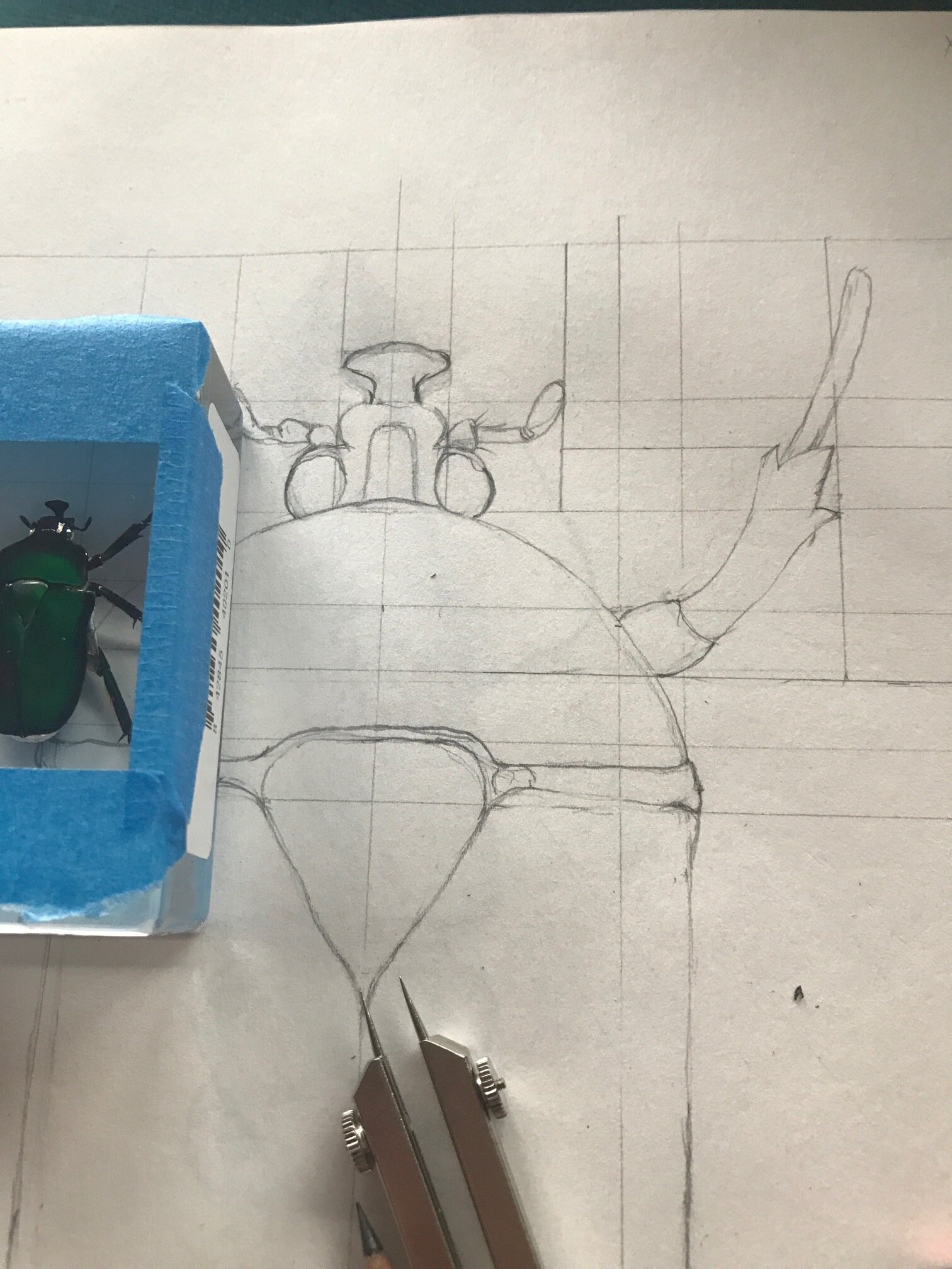 Drawing Green Schaffer Beetle
