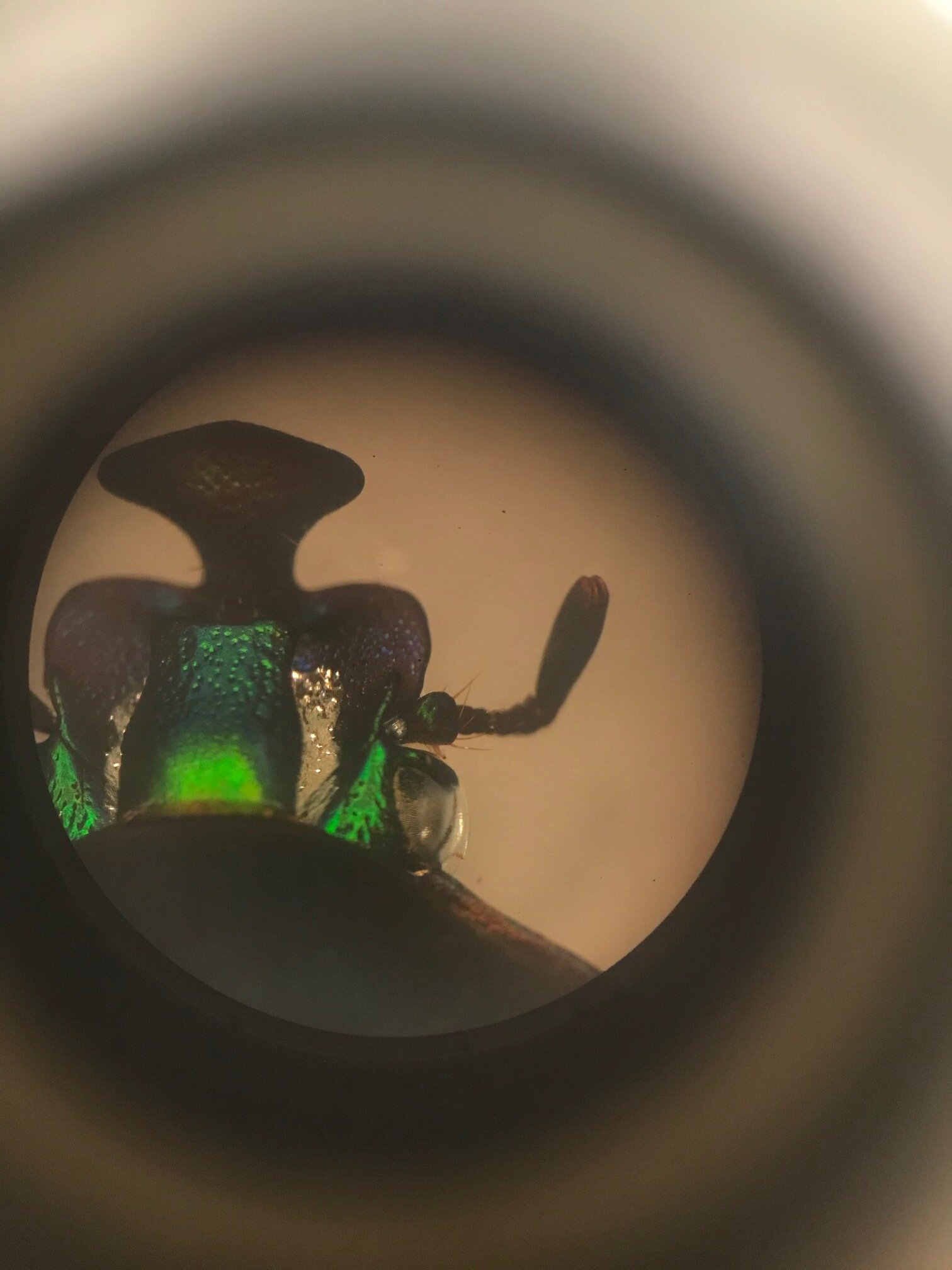 Green Schaffer Beetle