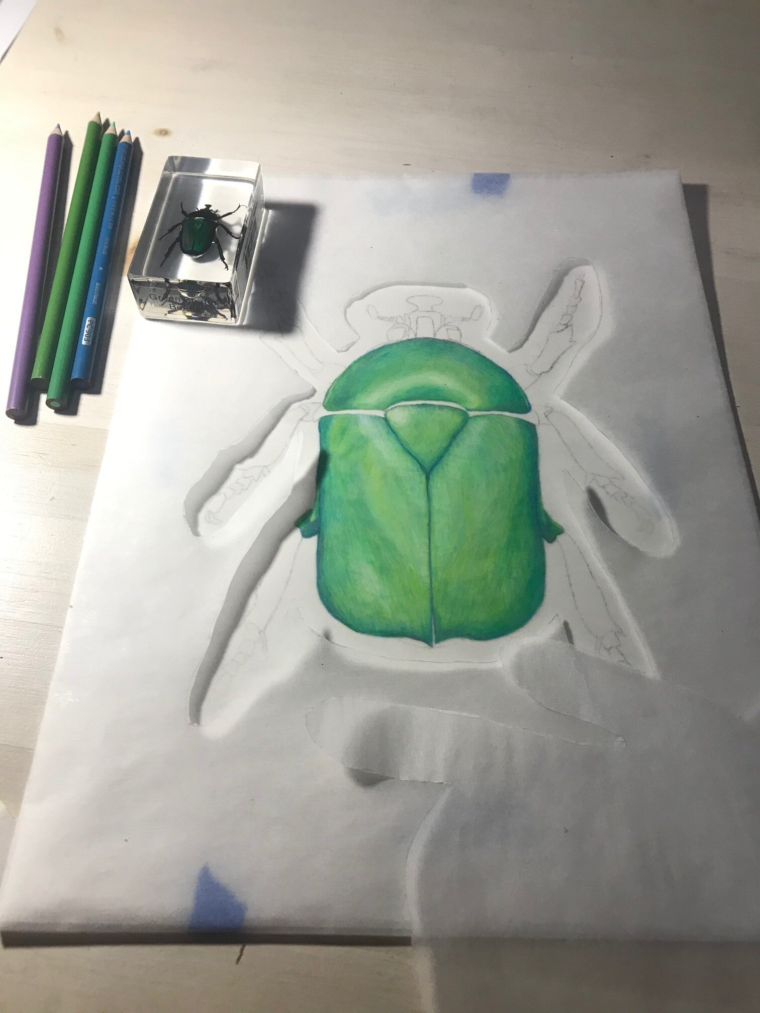 Process of Coloring in Green Schaffer Beetle