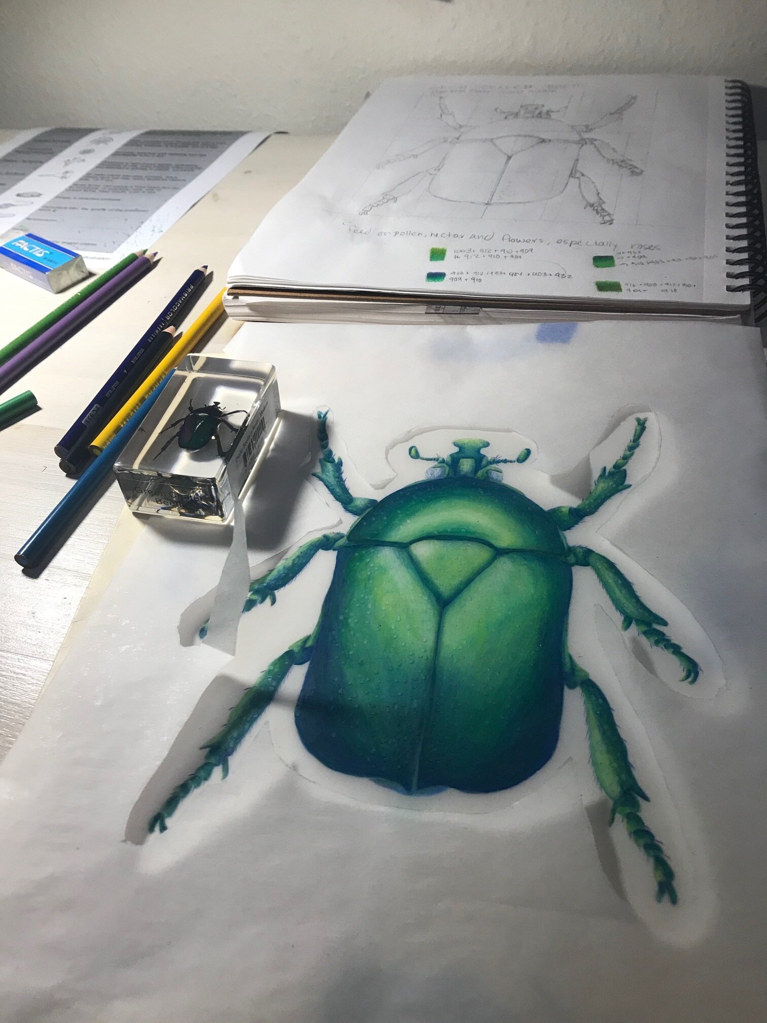 Green Schaffer Beetle Drawing