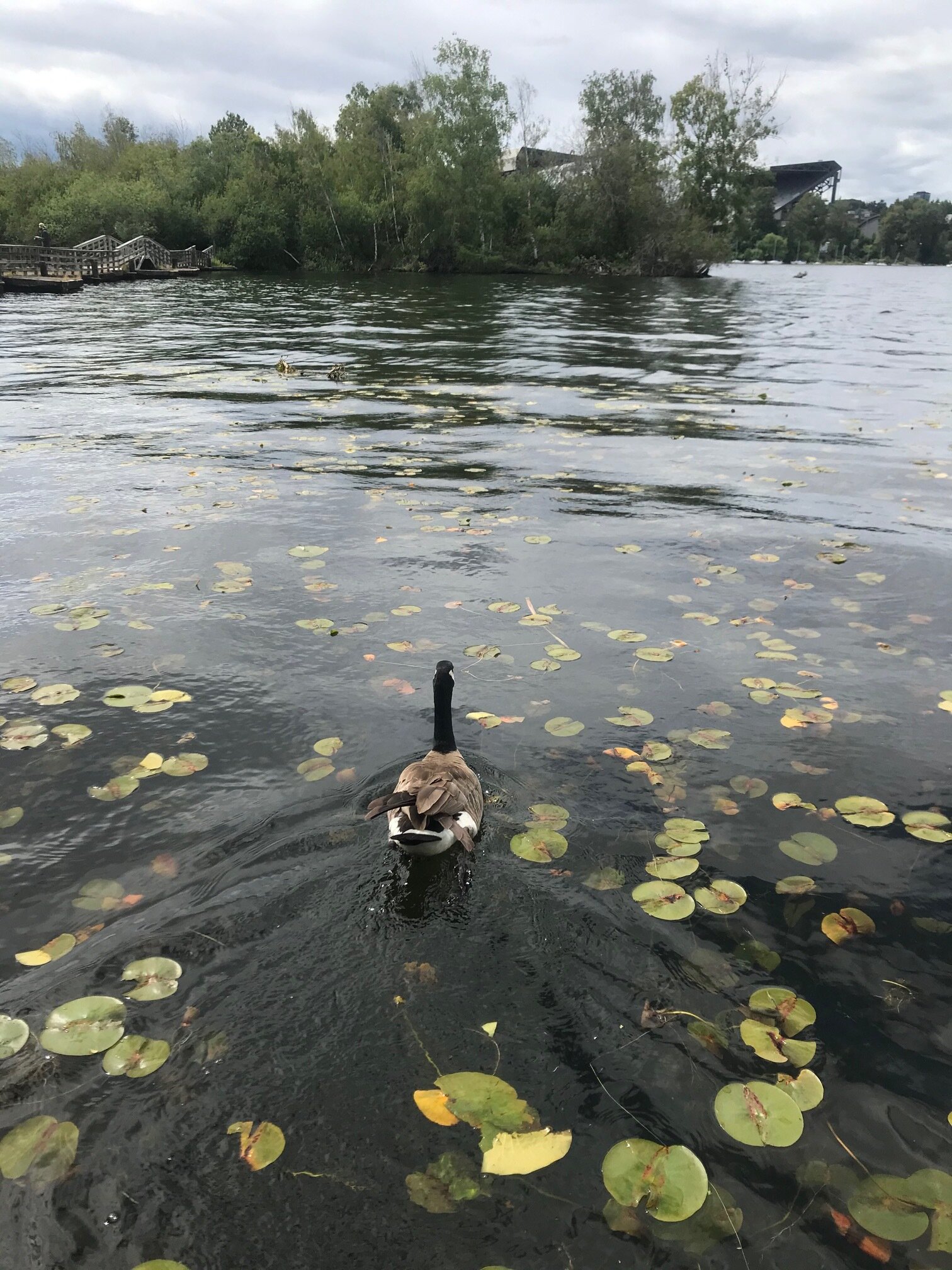 Goose in the Water
