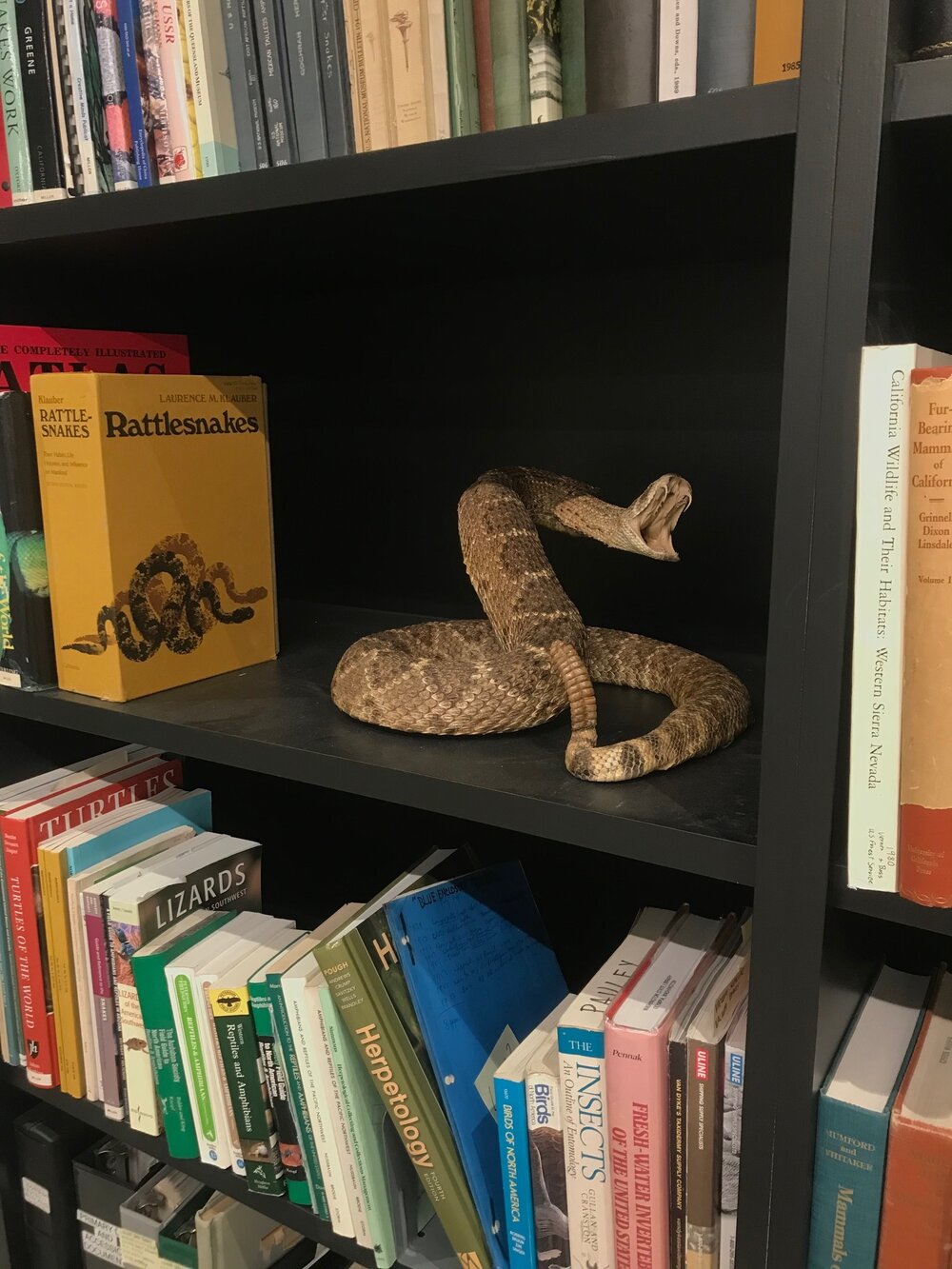 Snake at the Burke Museum